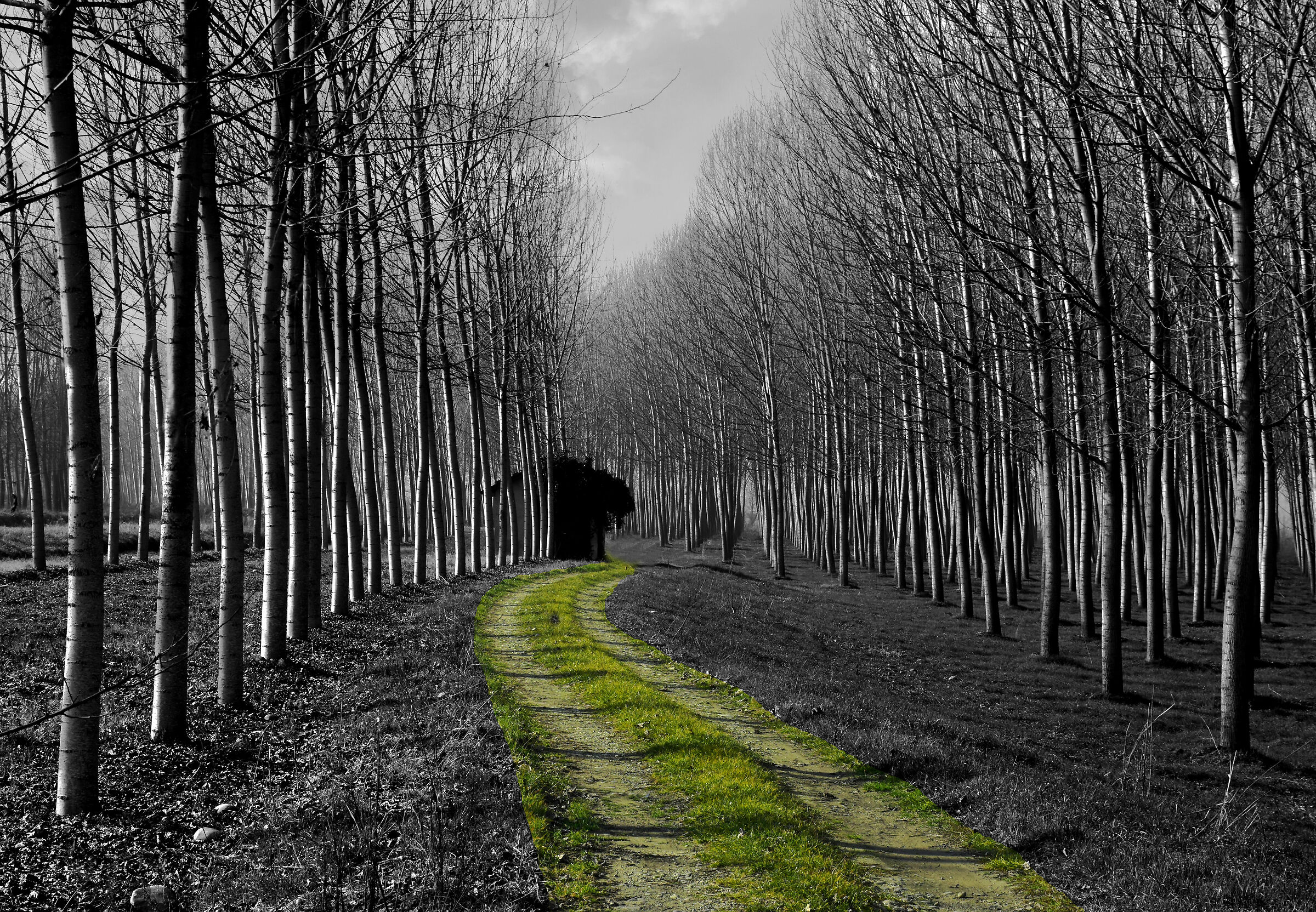 C'è una strada nel bosco...