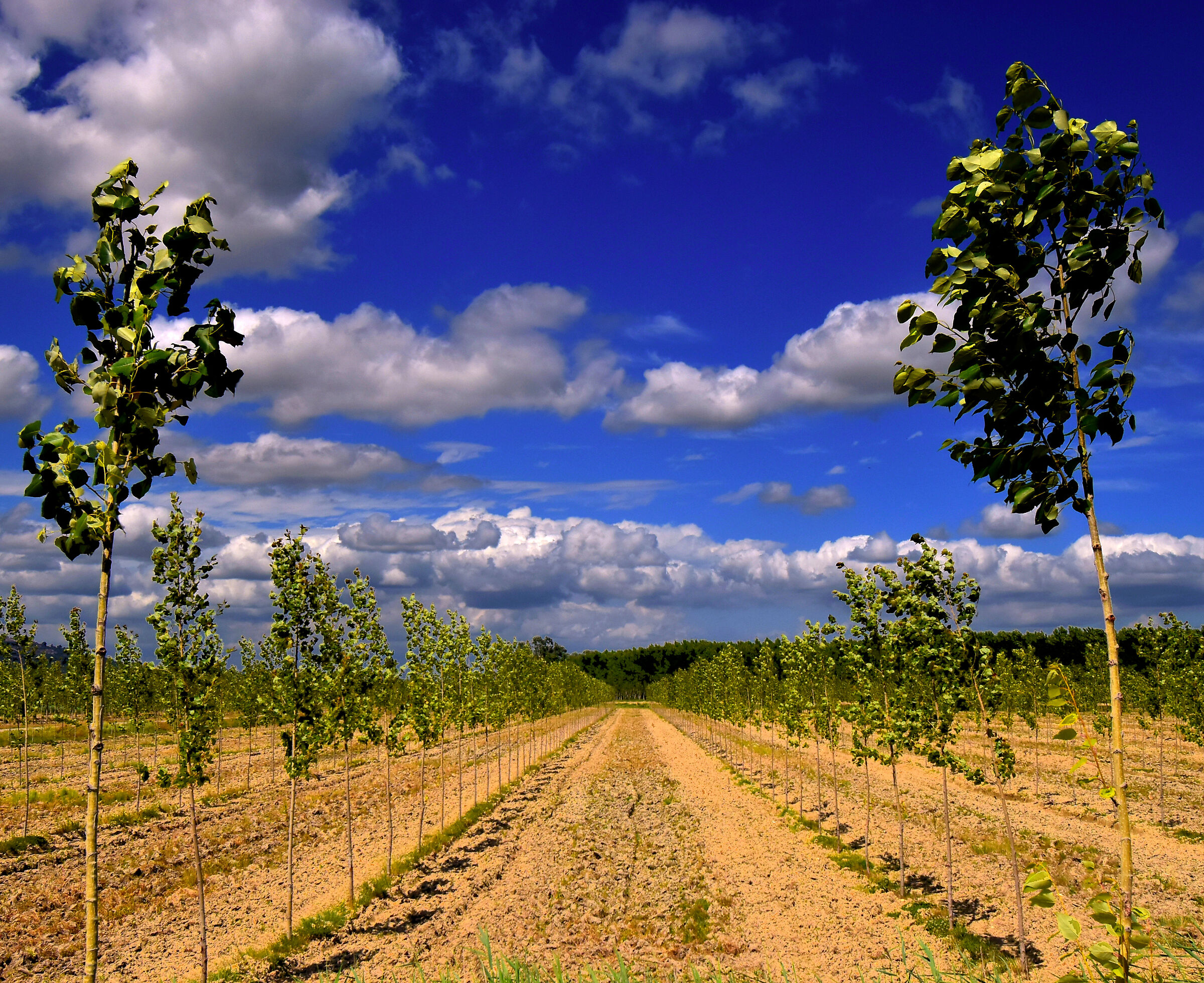Small poplars grow...