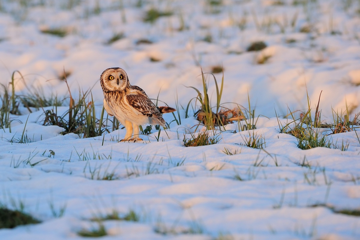 Short-eared Owl ... last rays of light