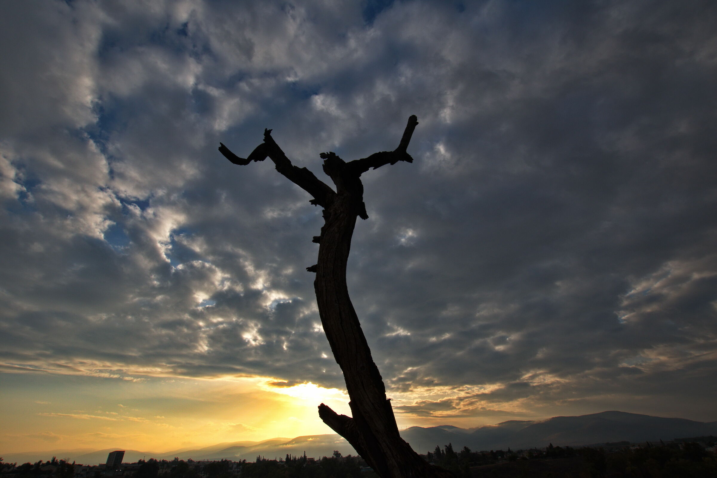Bet She'an, Judas Tree