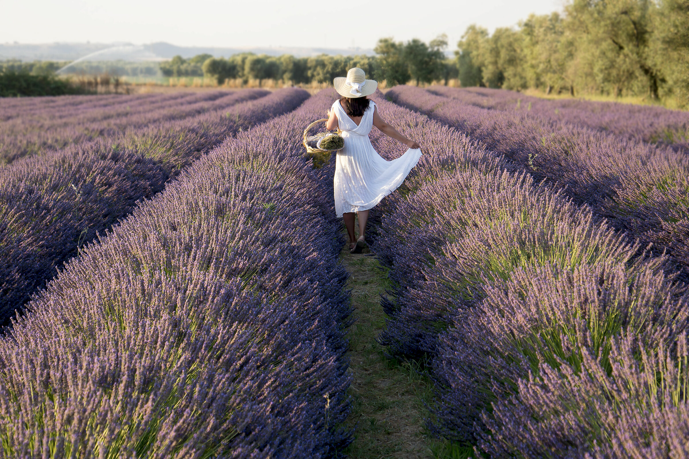 In cammino nel viola