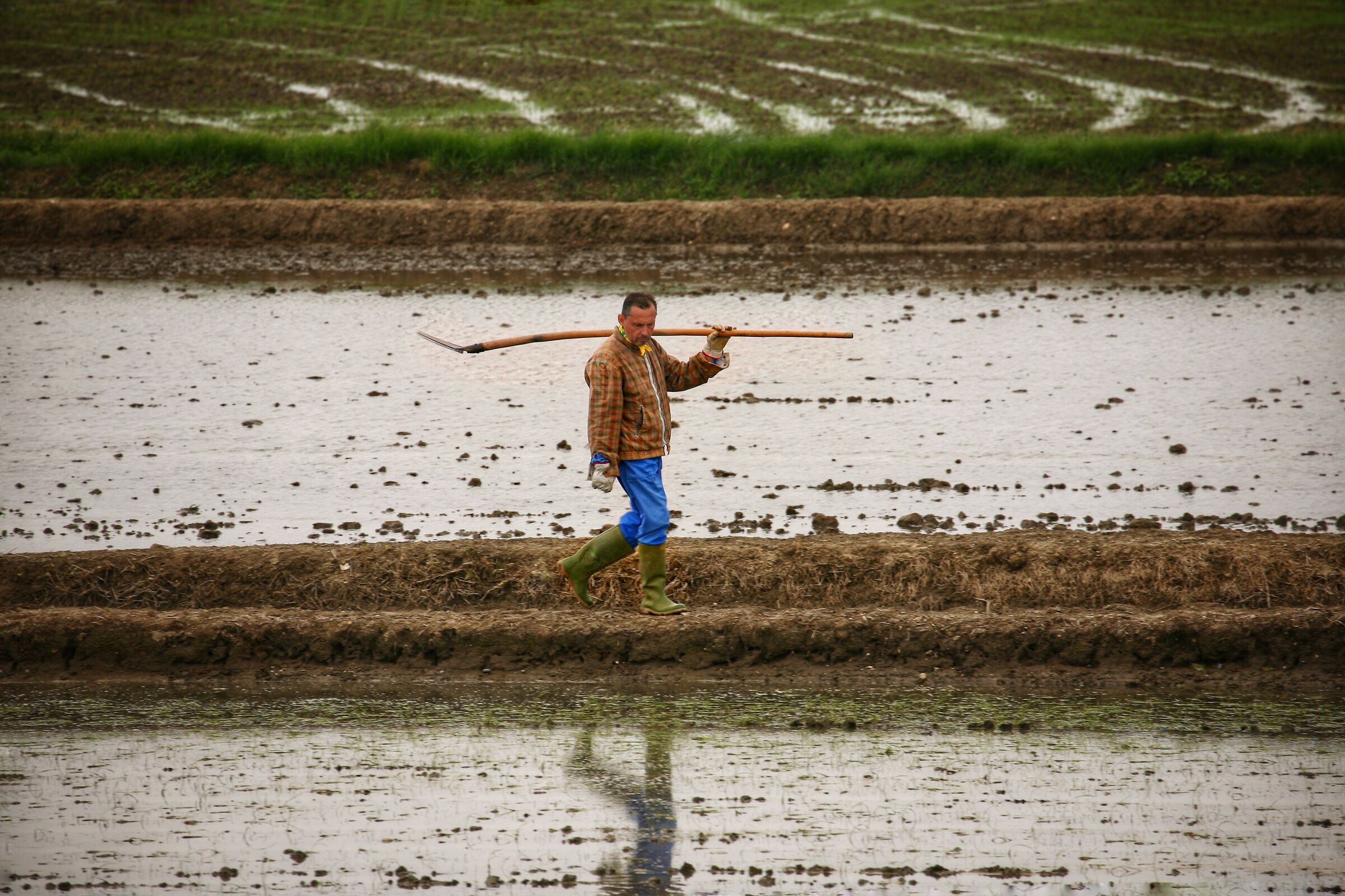 Risicoltore in risaia.