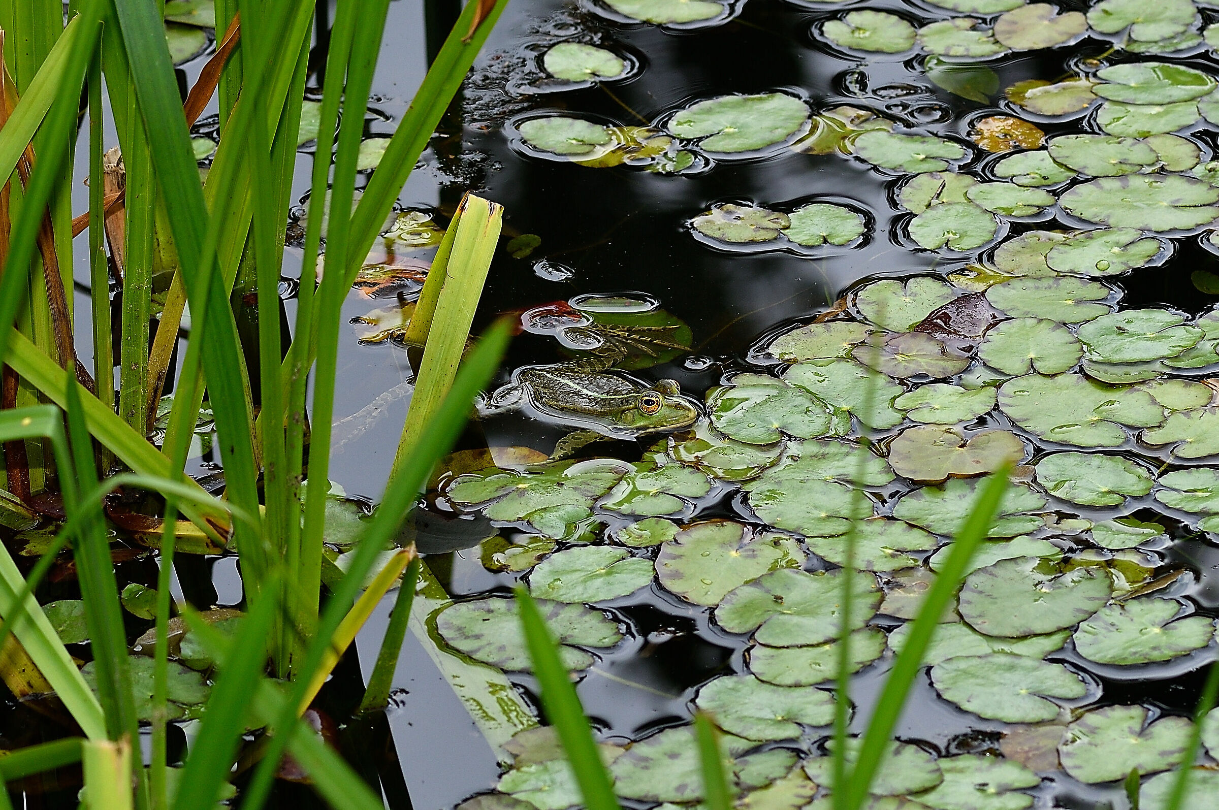 Visita al laghetto 2