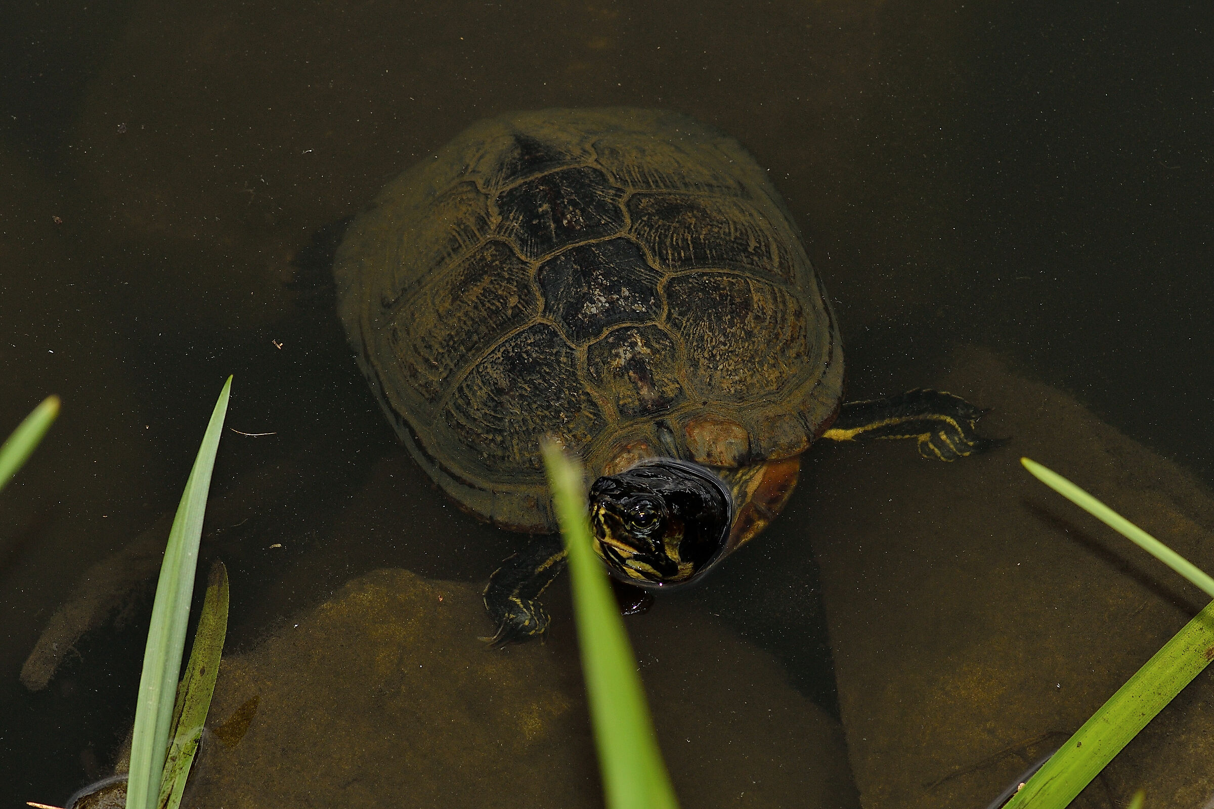 Sorpresa al laghetto....