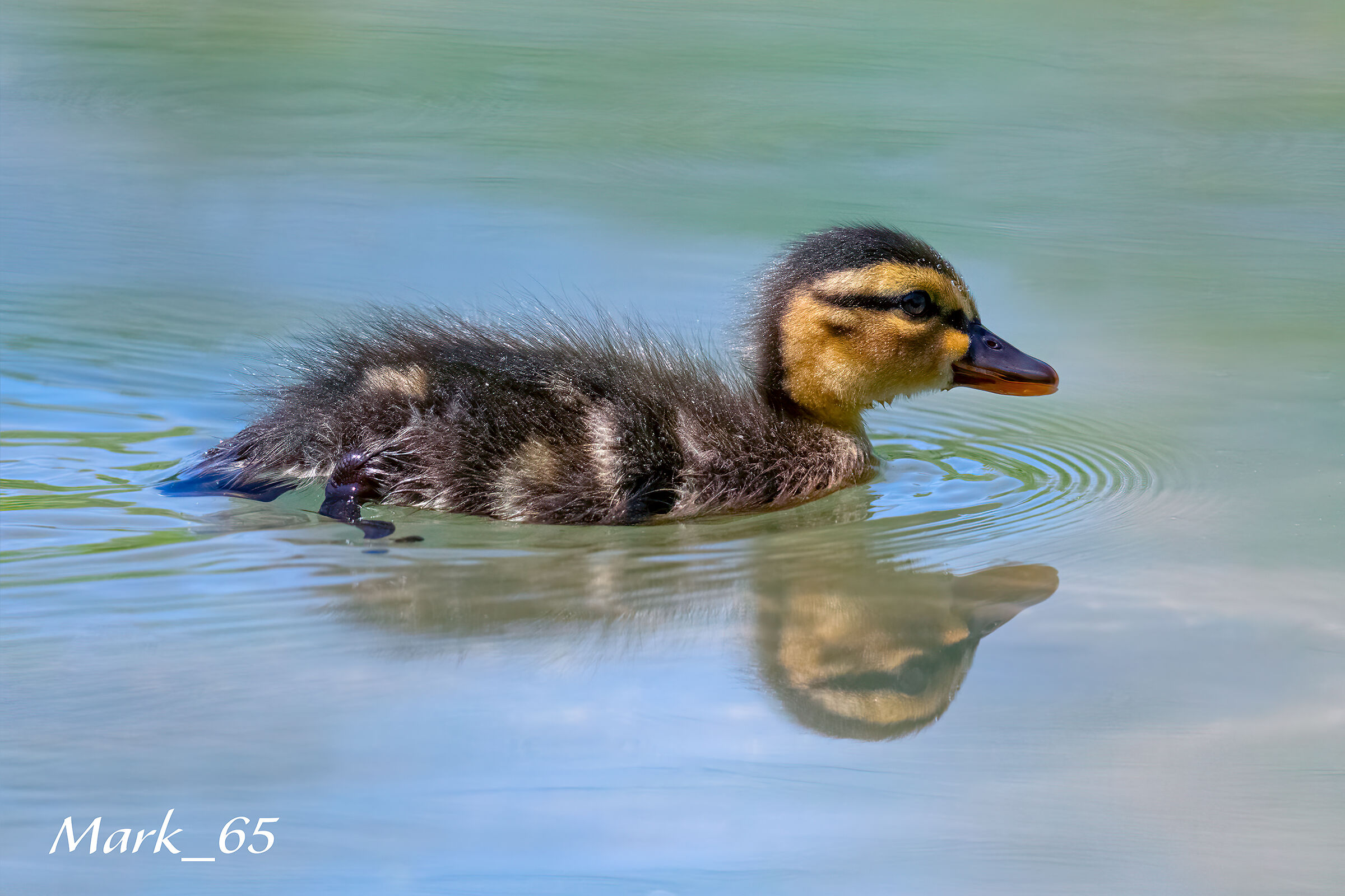 little mallard