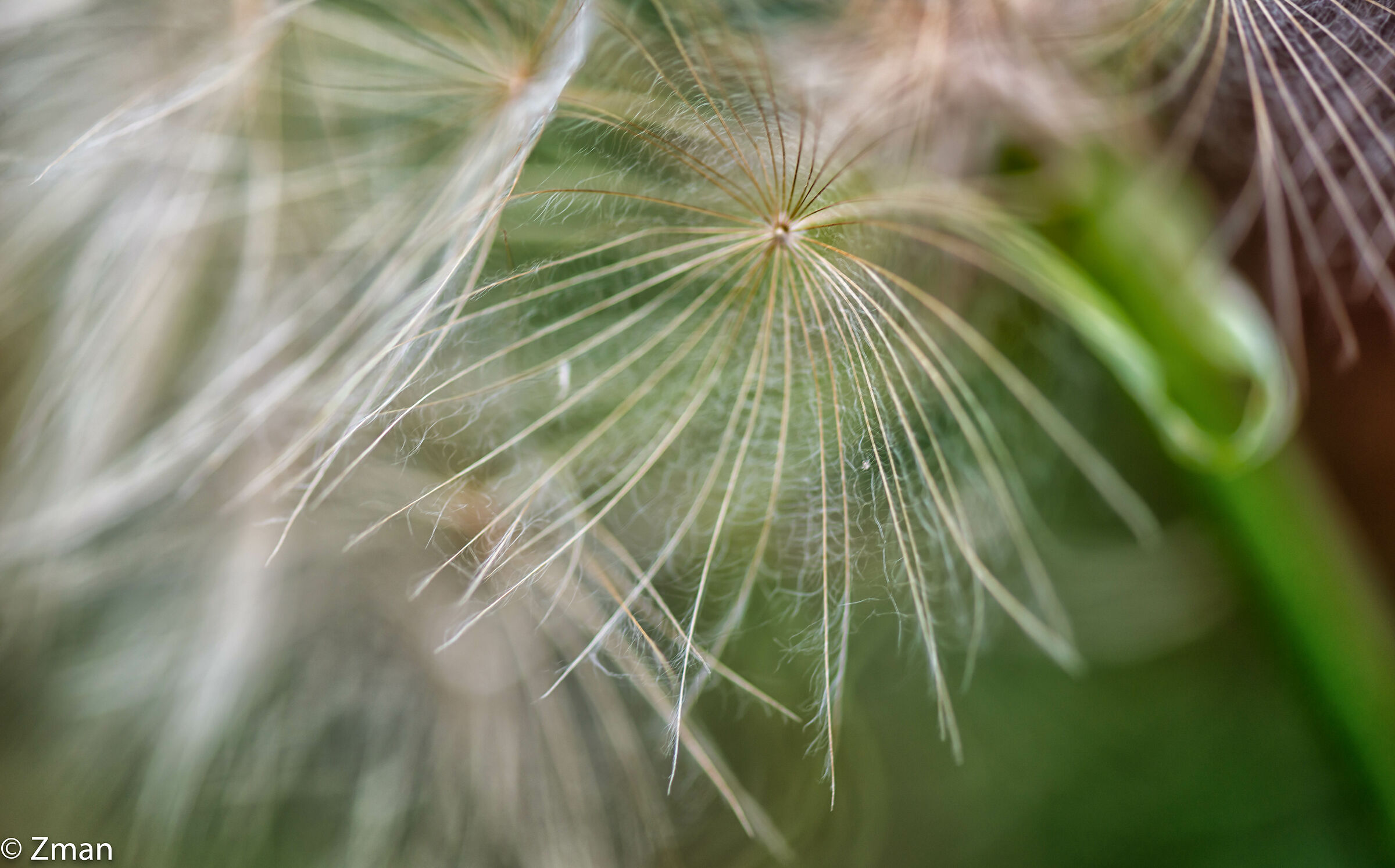 Dandelion