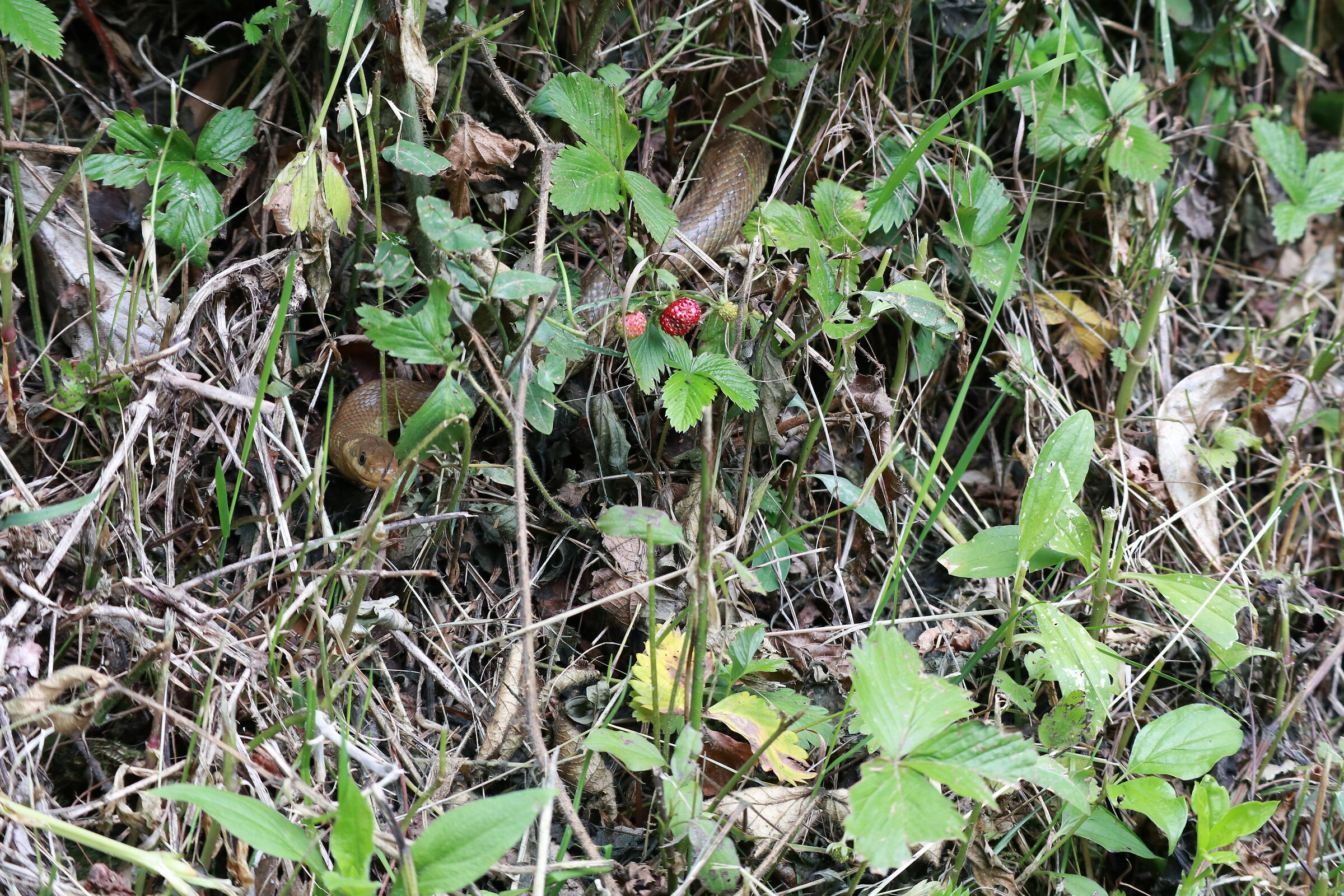 Invitante la fragolina...