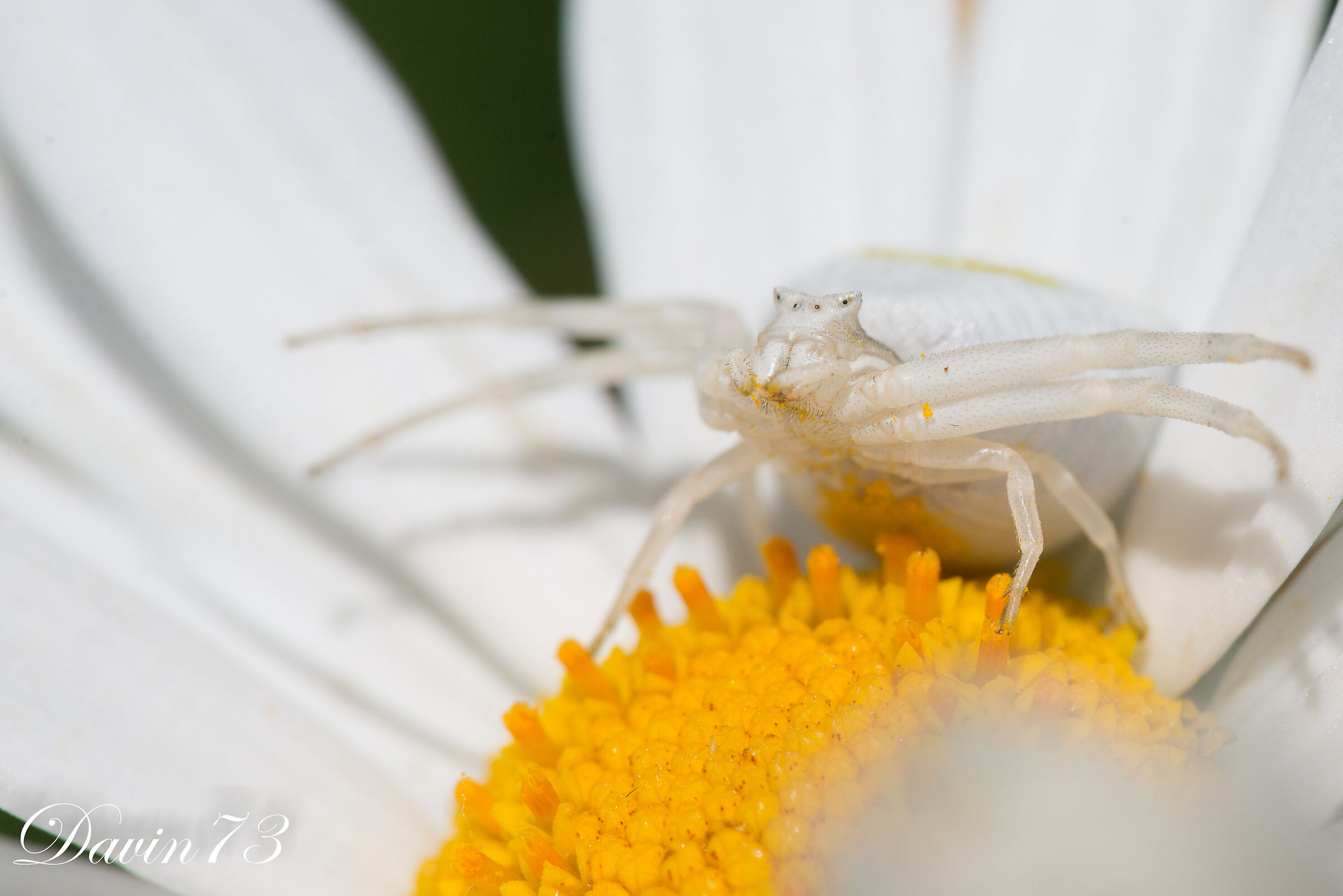 spider portrait 1