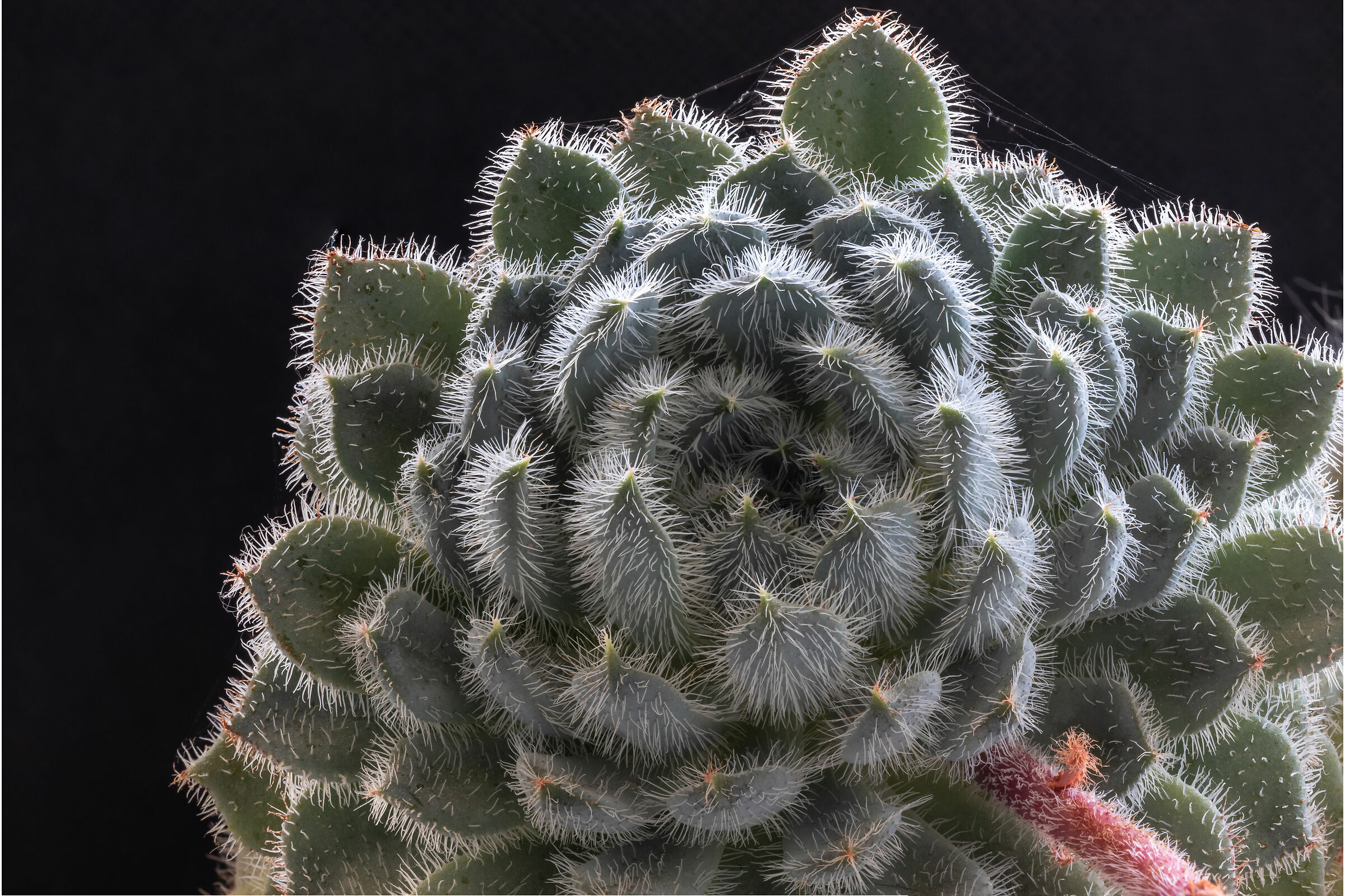 Echeveria setosa v. deminuta