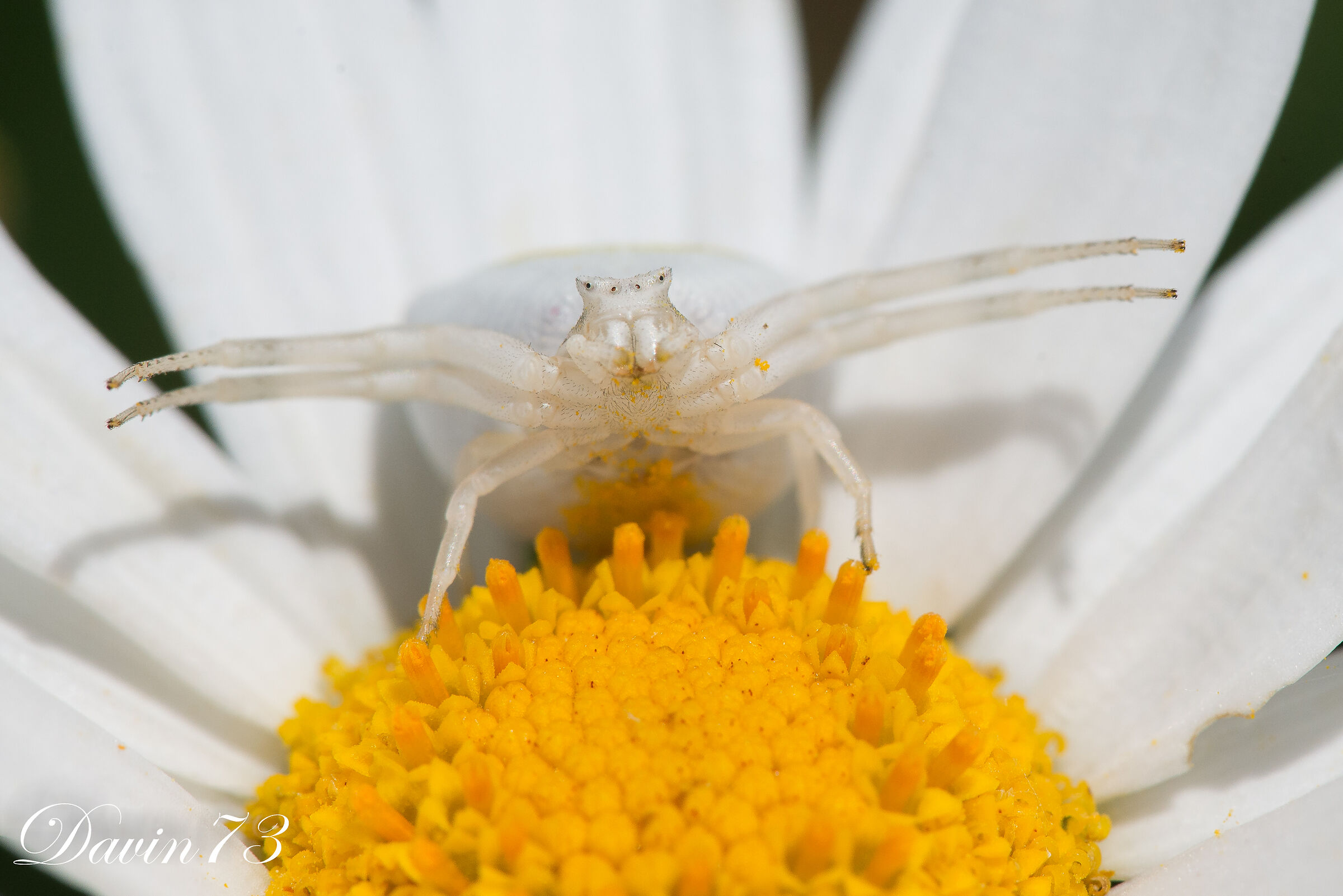 spider portrait 2