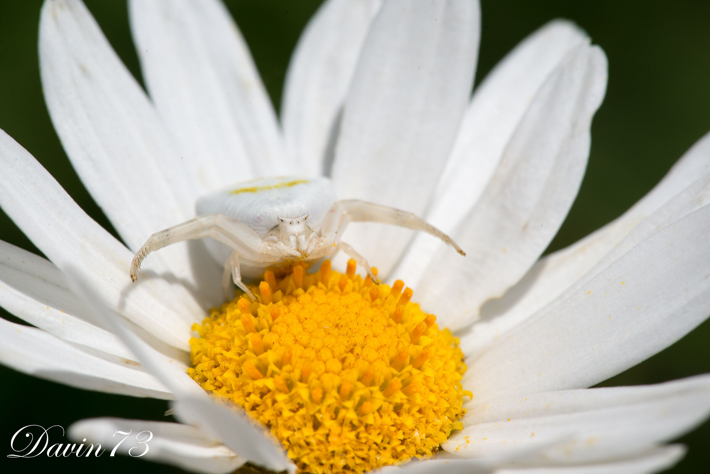 spider portrait 3