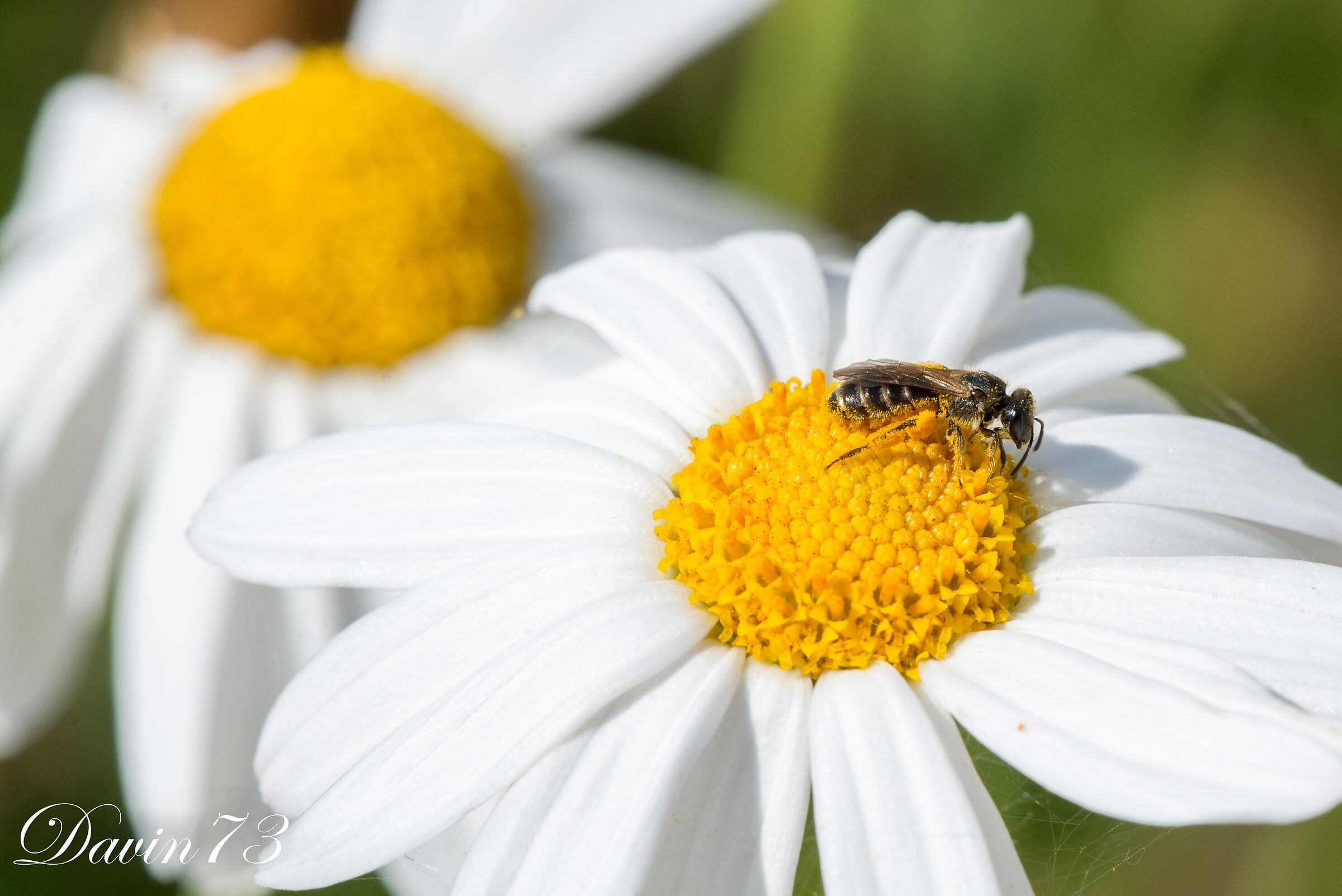 ImPolliNation, New Australia