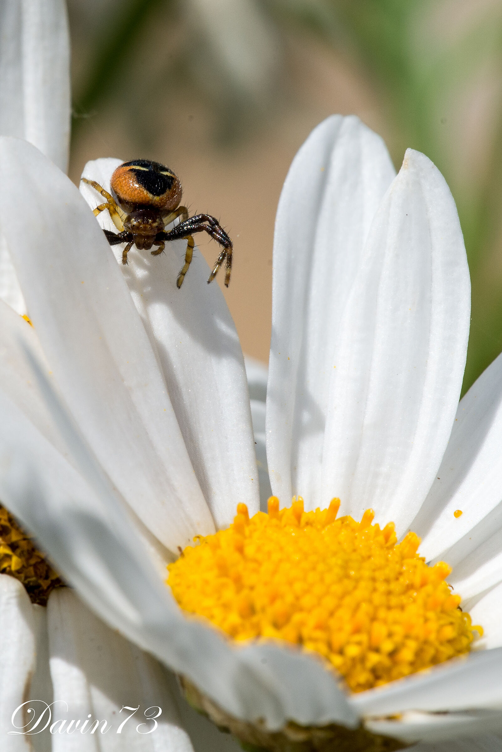 another spider in the flower