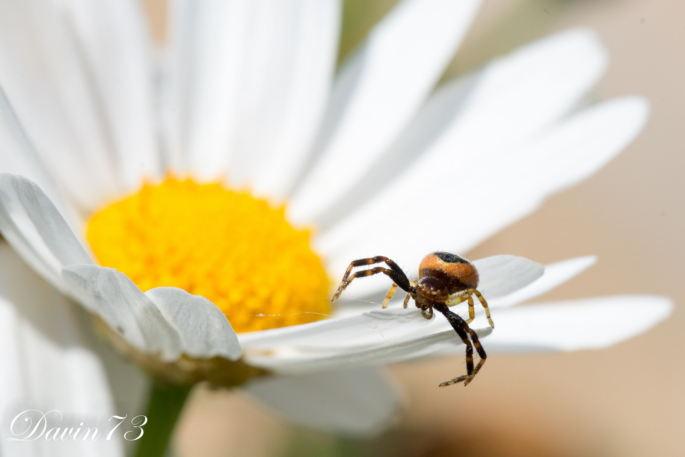 another spider in the flower