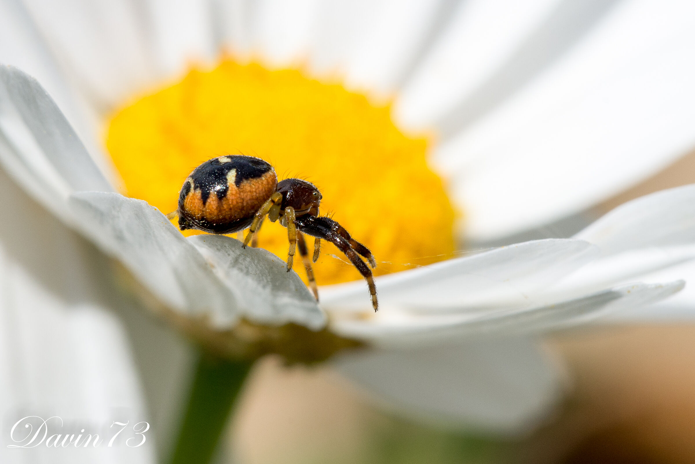 last spider in the flower