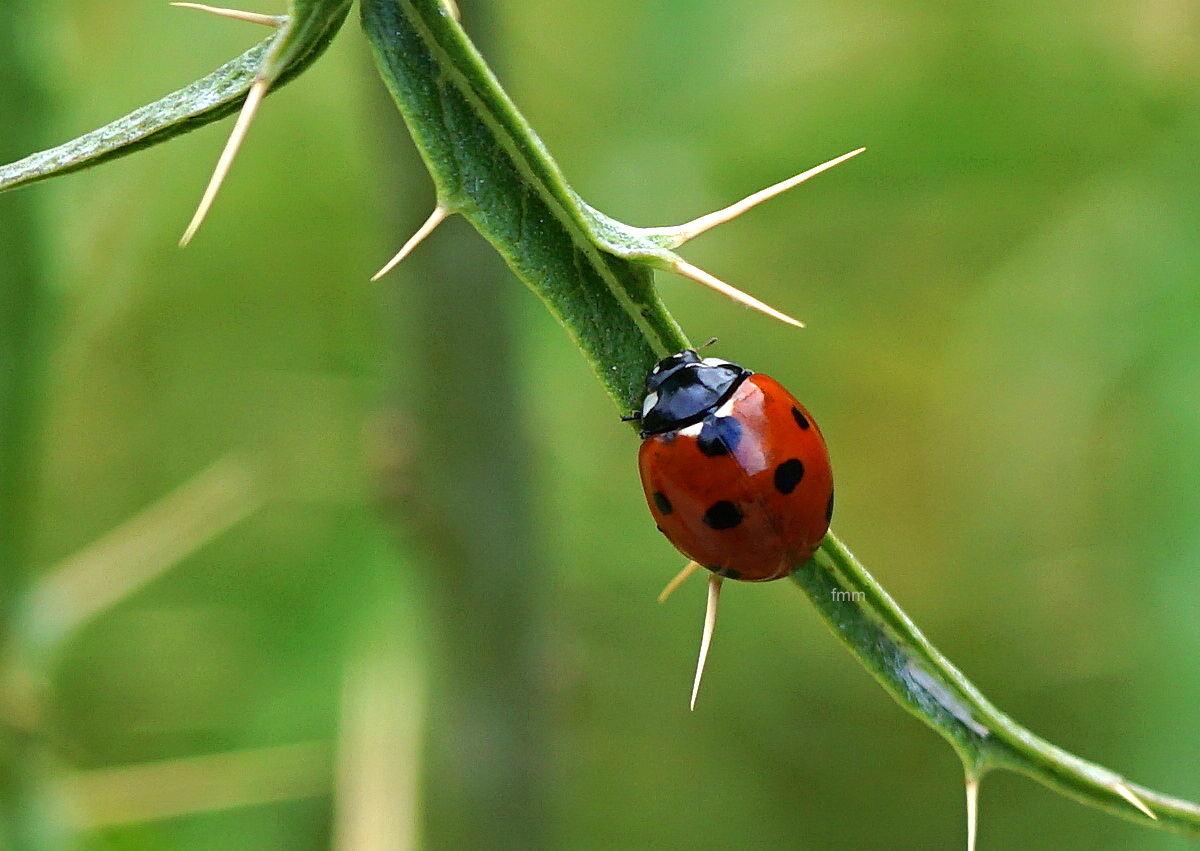 coccinella