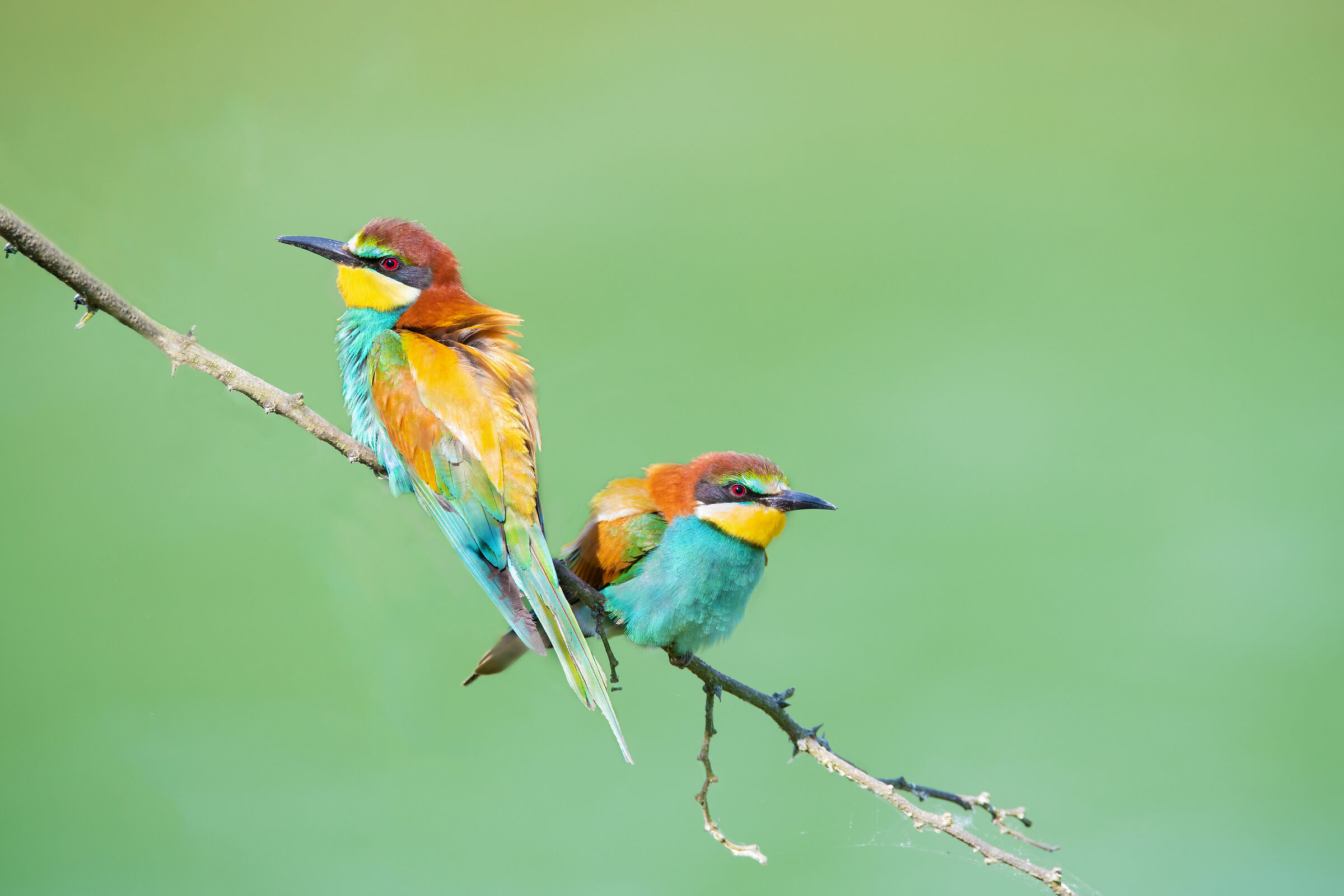 The Newlywed Promises