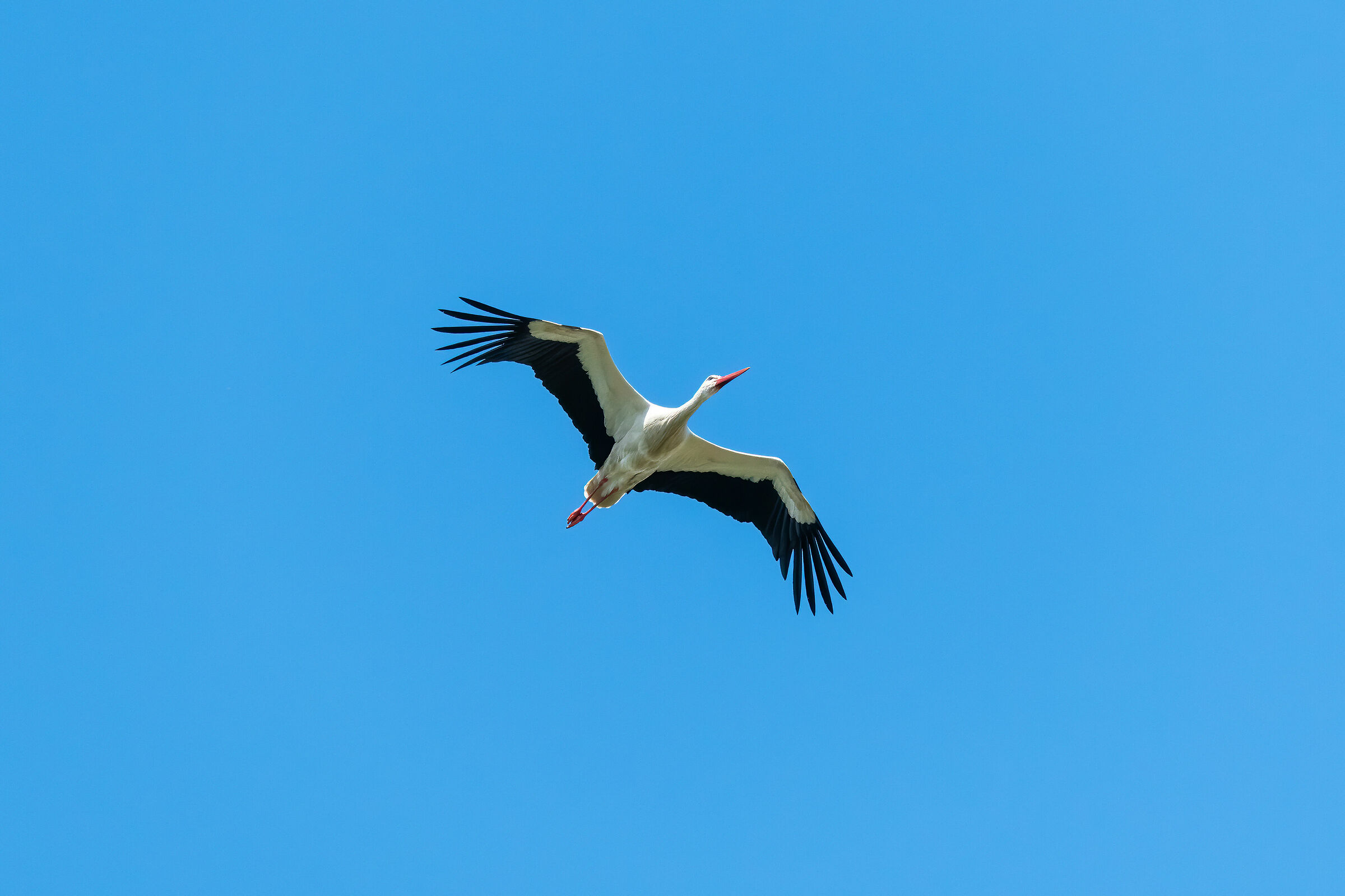 Stork Bianca (Ciconia ciconia)