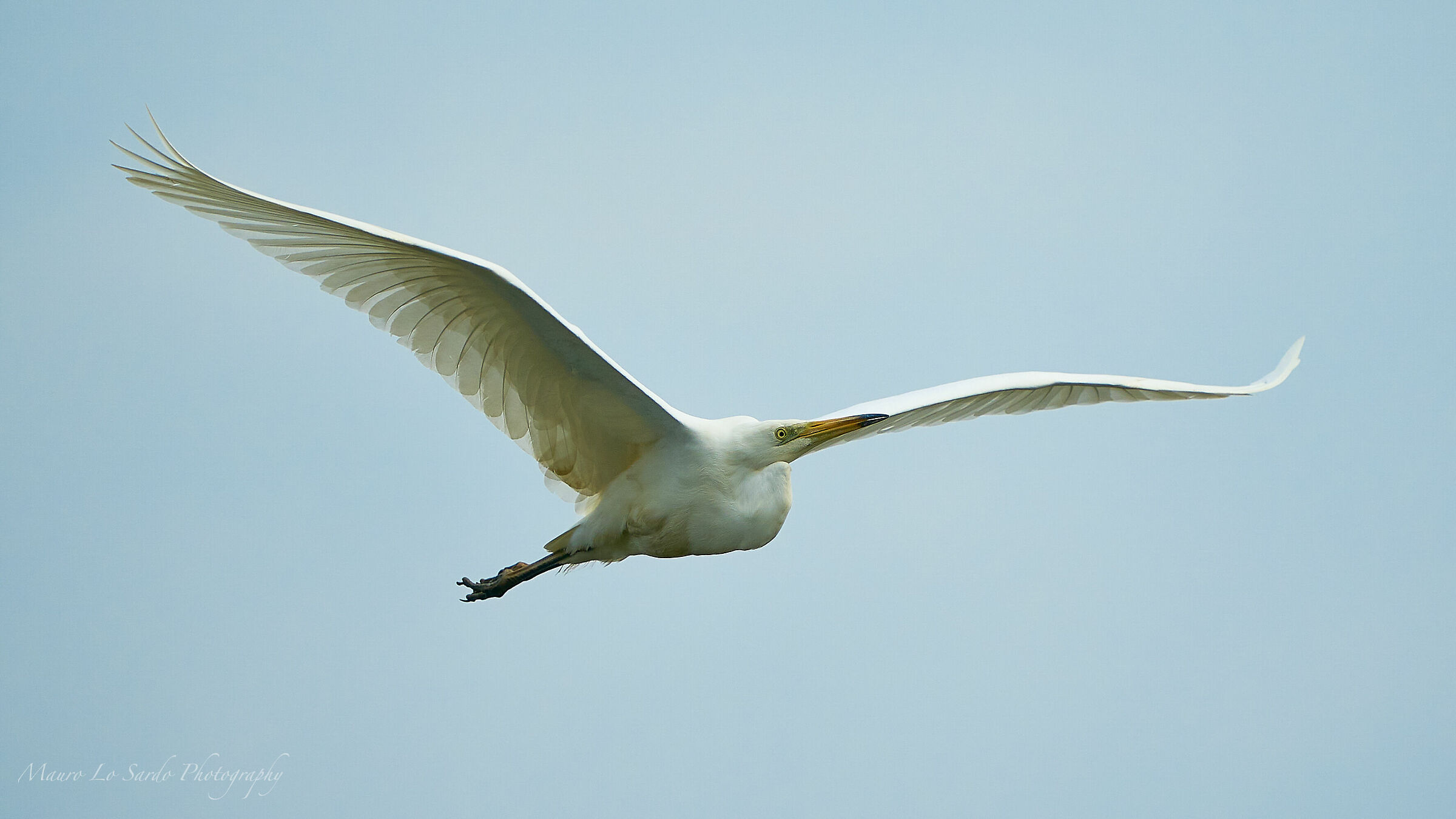 In Volo ad ali spiegate