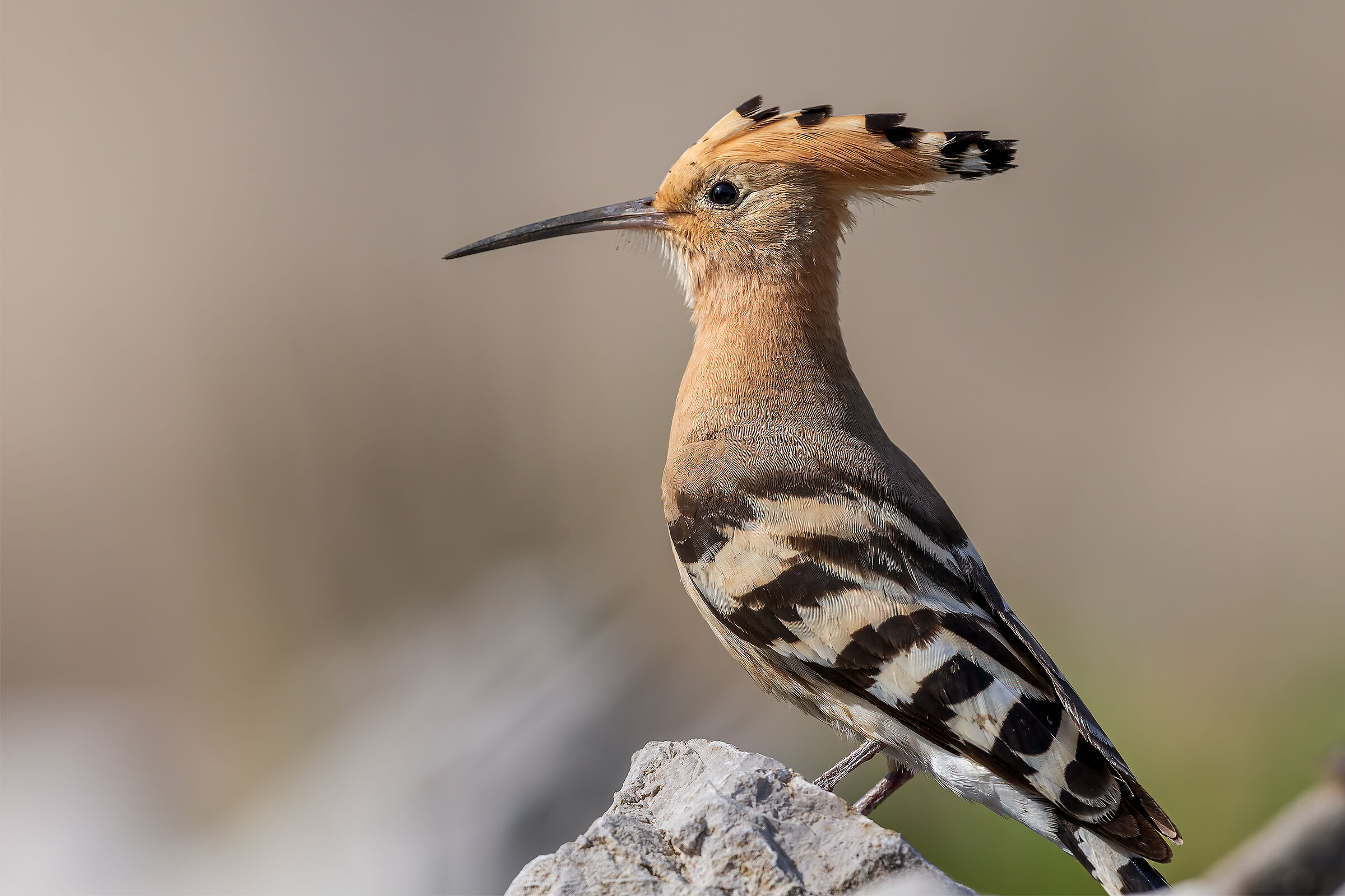 Hoopoe