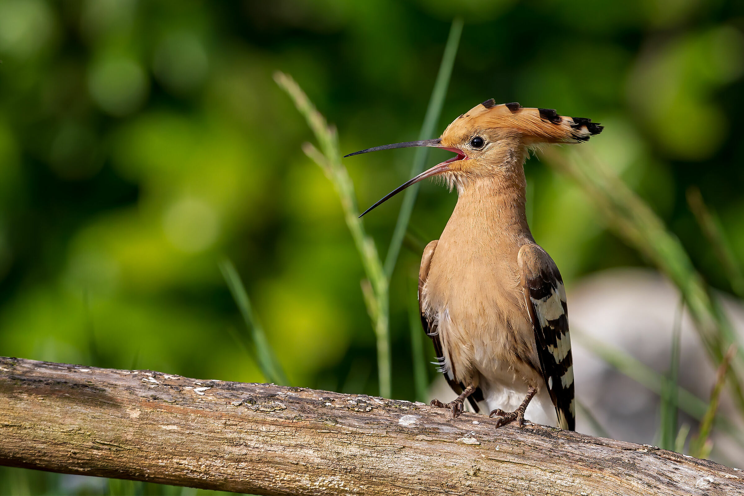 Hoopoe 2