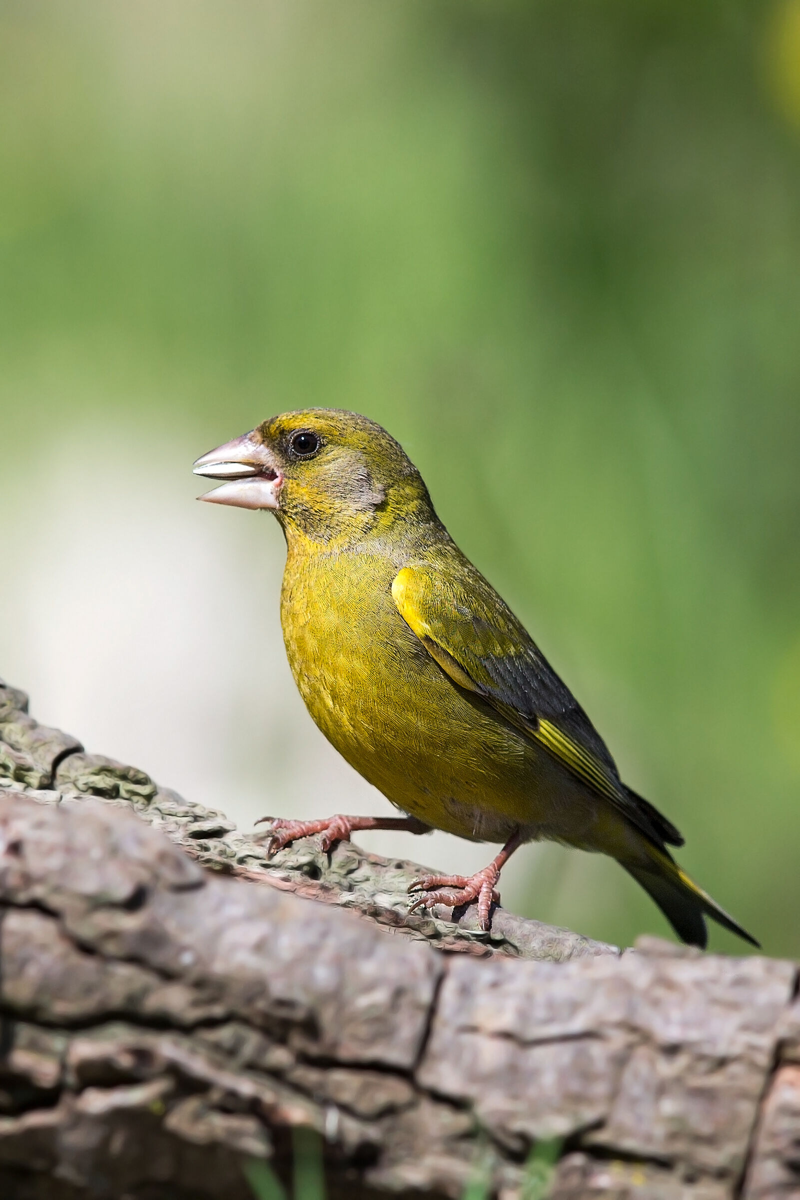 Verdone (Chloris chloris)