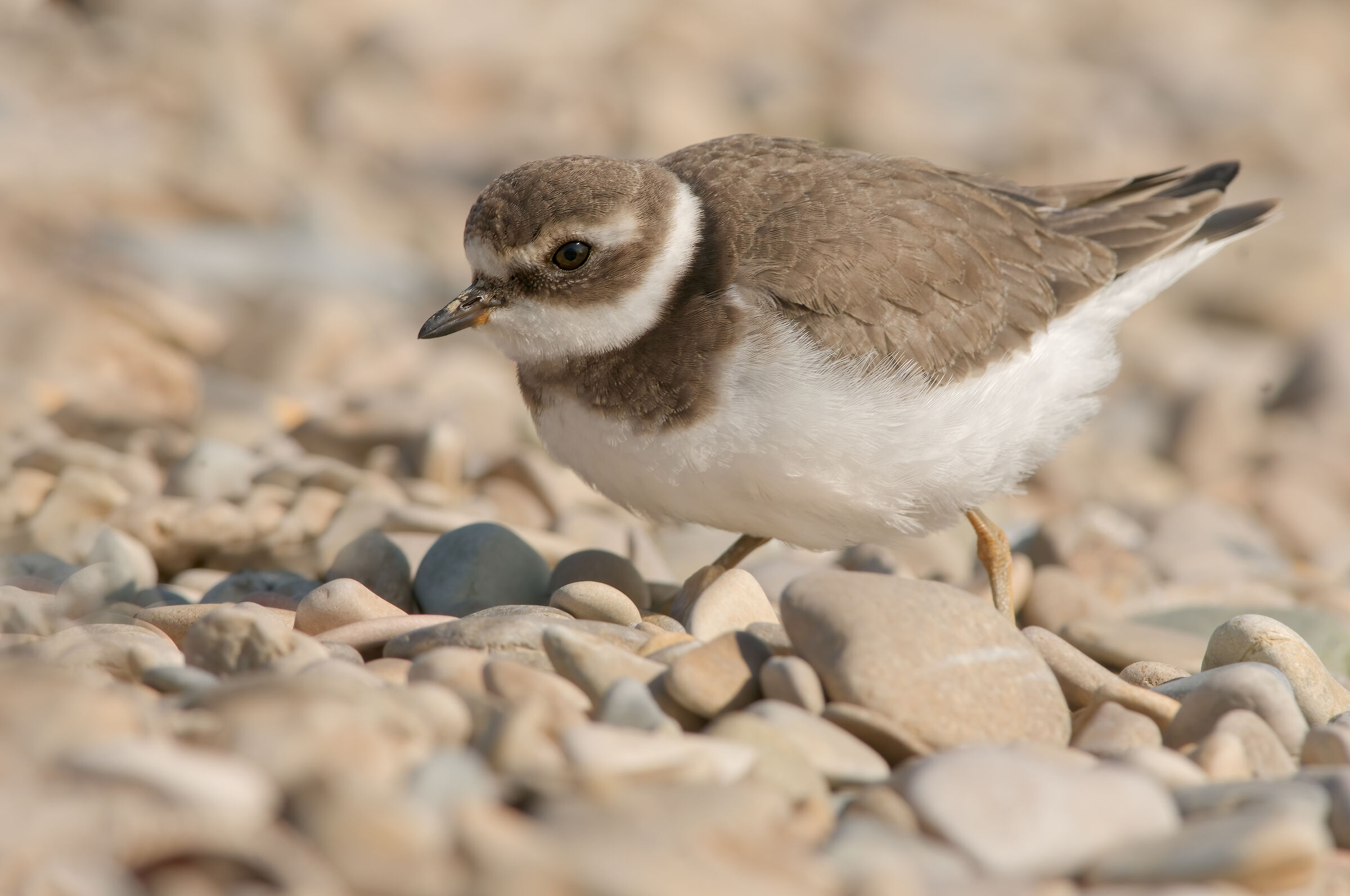 Corriere grosso (Charadrius hiaticula)