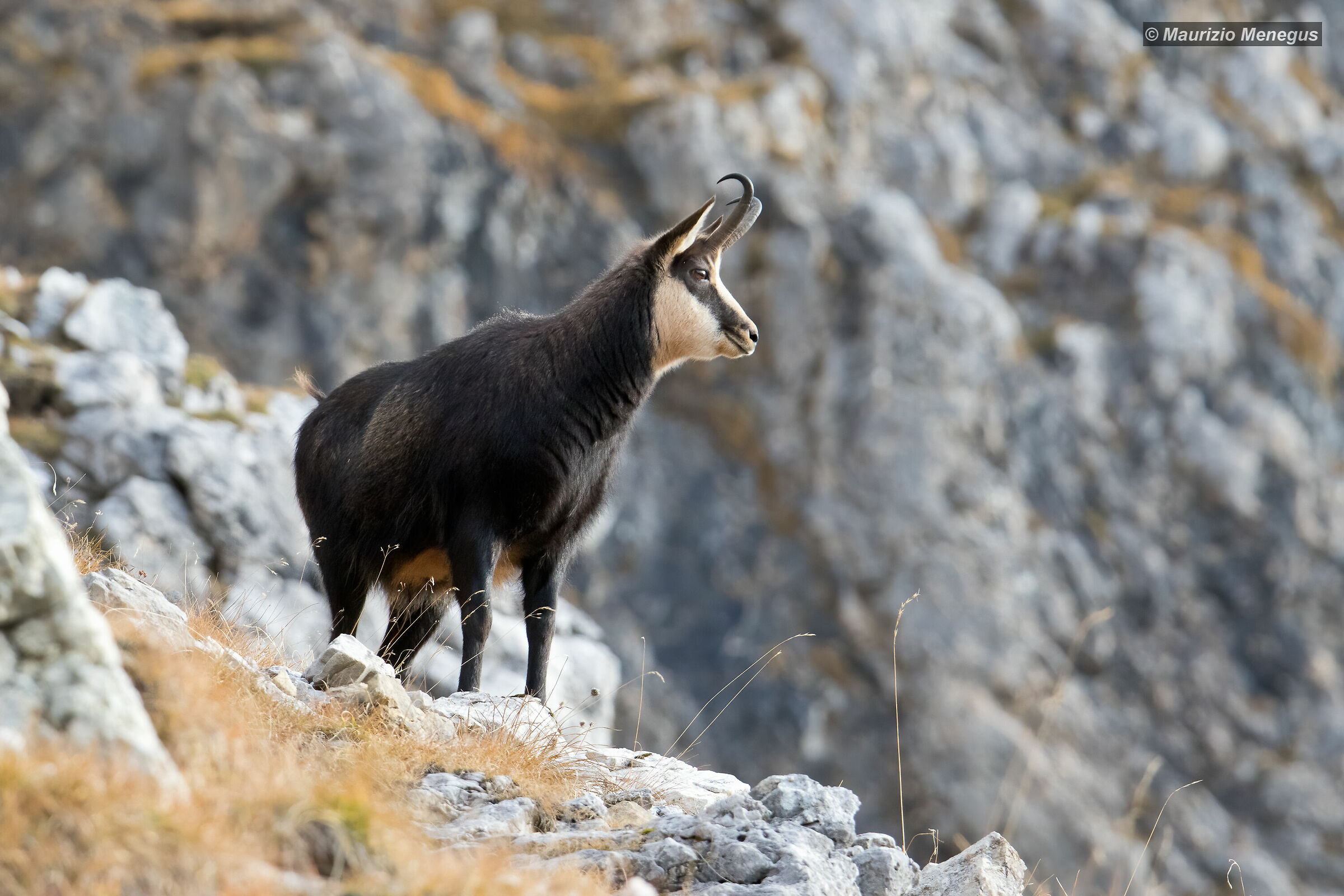 Camoscio adulto