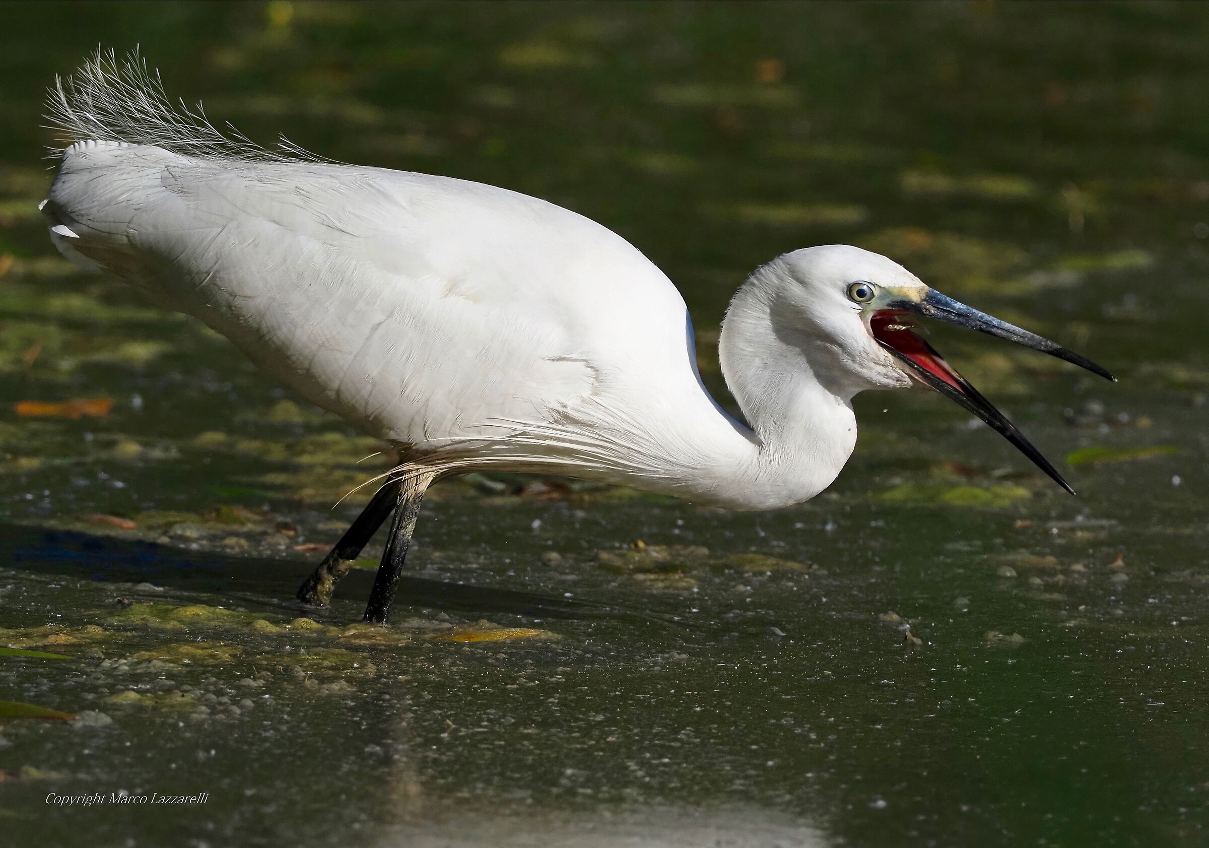 un tuffo nell'abisso