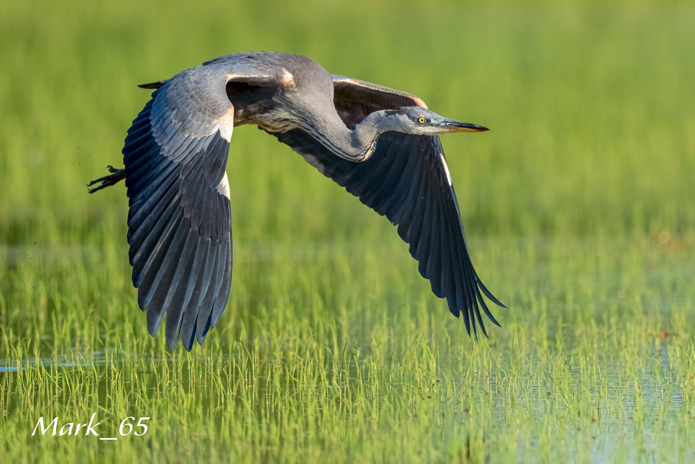 gray heron in the green