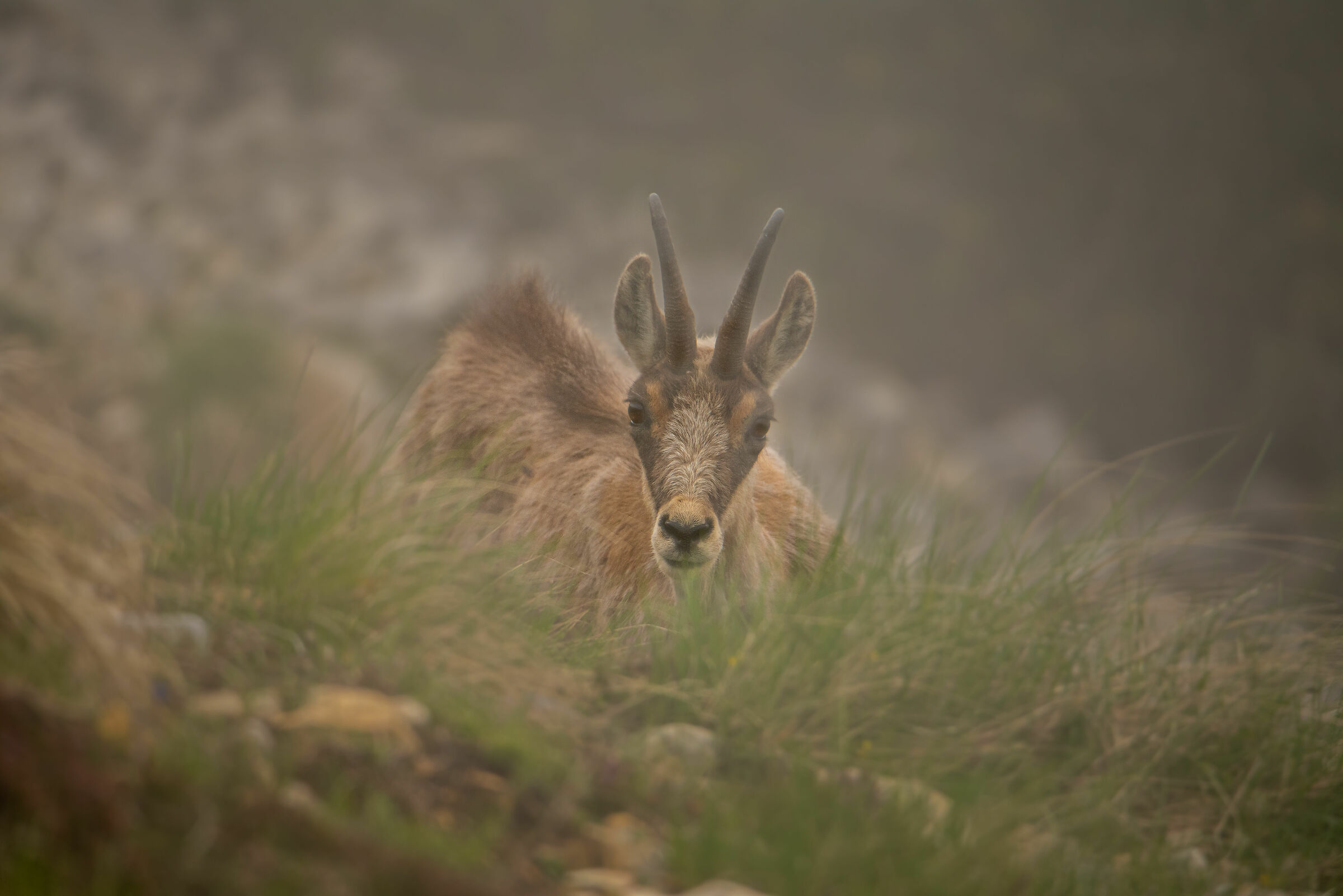 Foggy Chamois