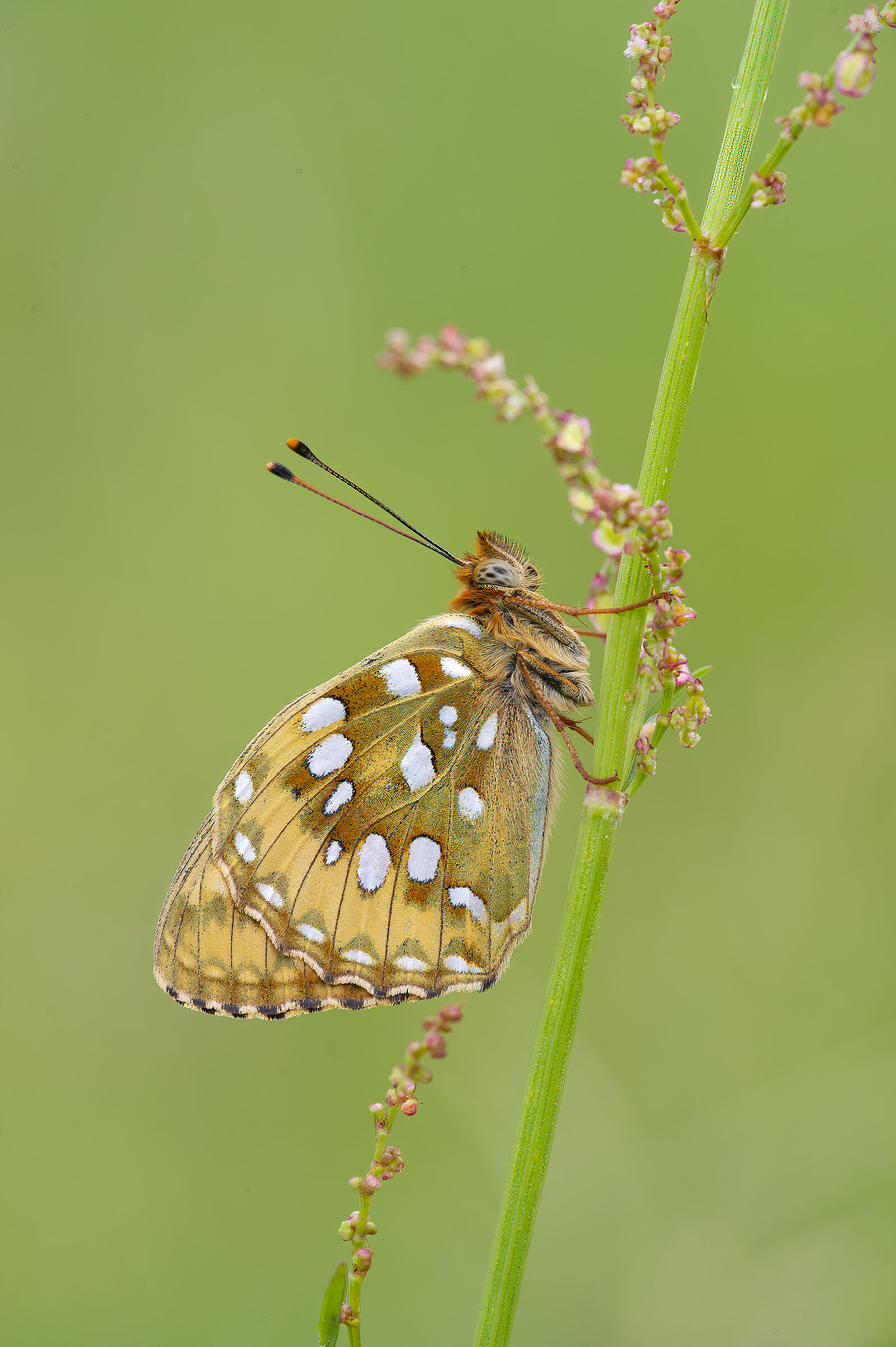 Argynnis aglaja