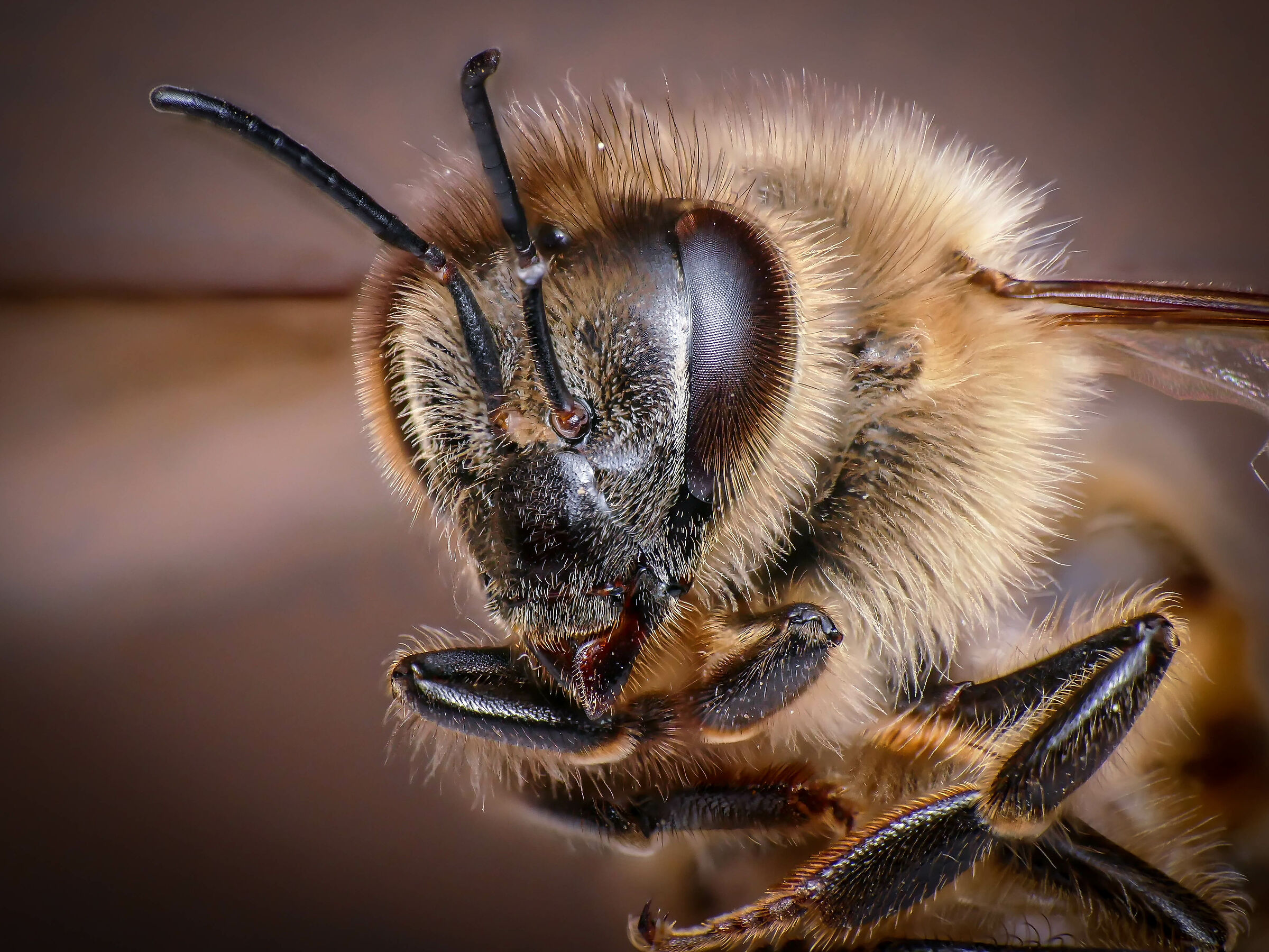 Bee