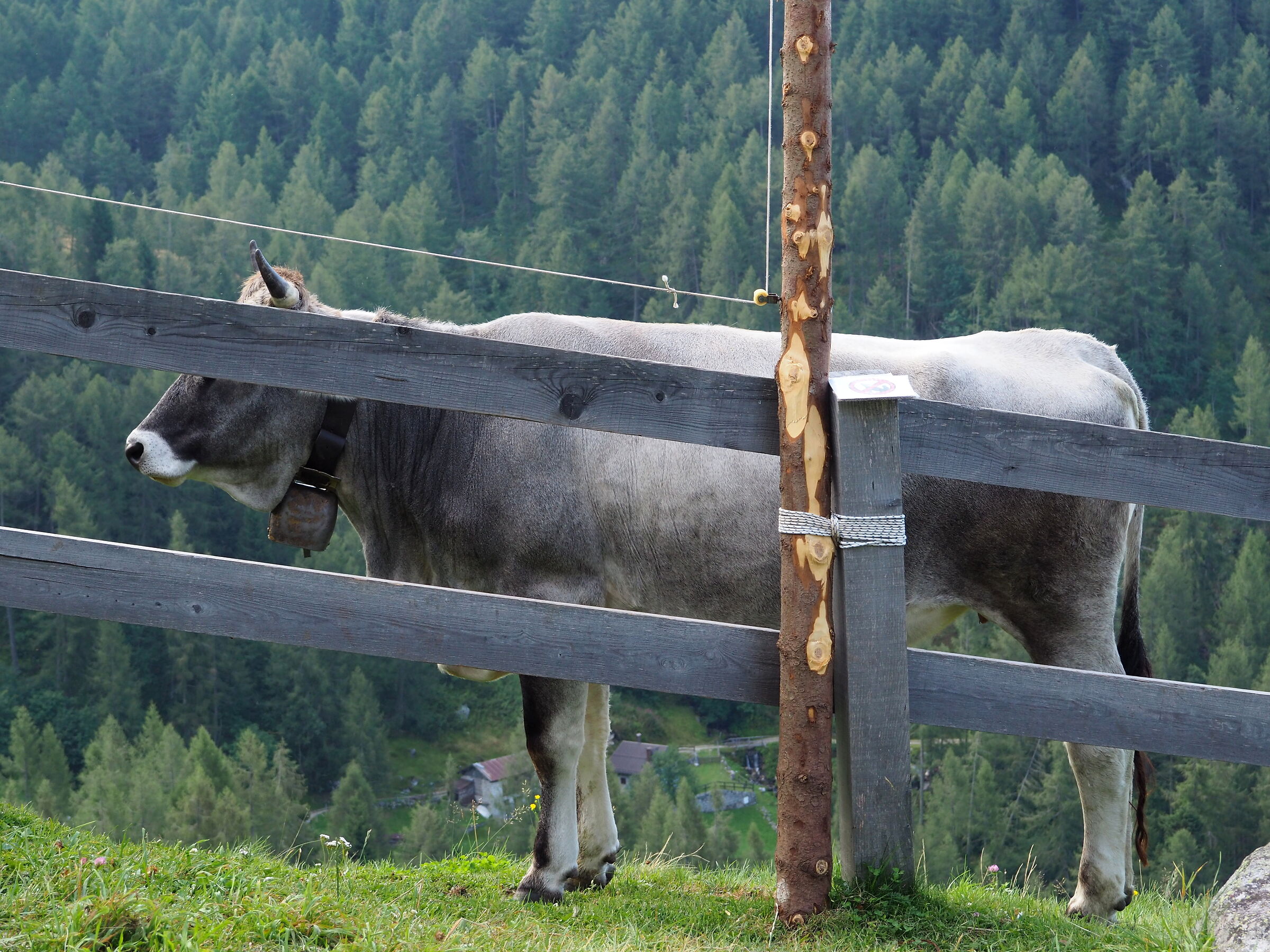 bovine perspective
