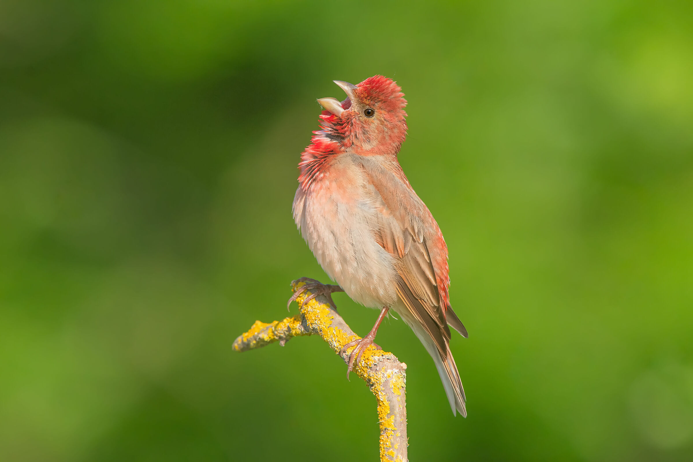 Çütre » Common Rosefinch » Carpodacu...