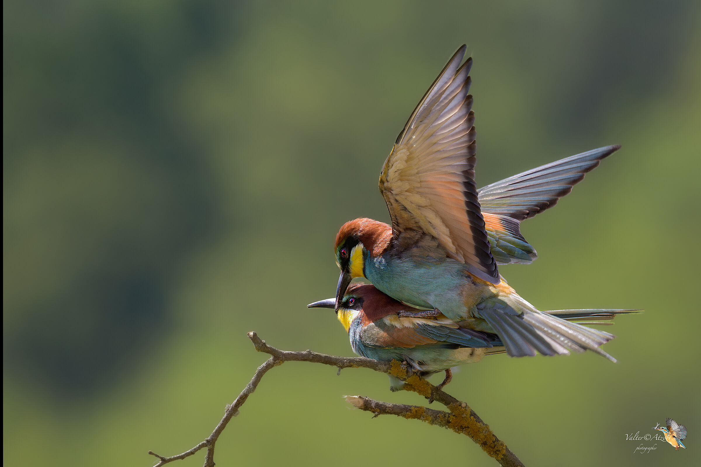 and here it is right after it in action