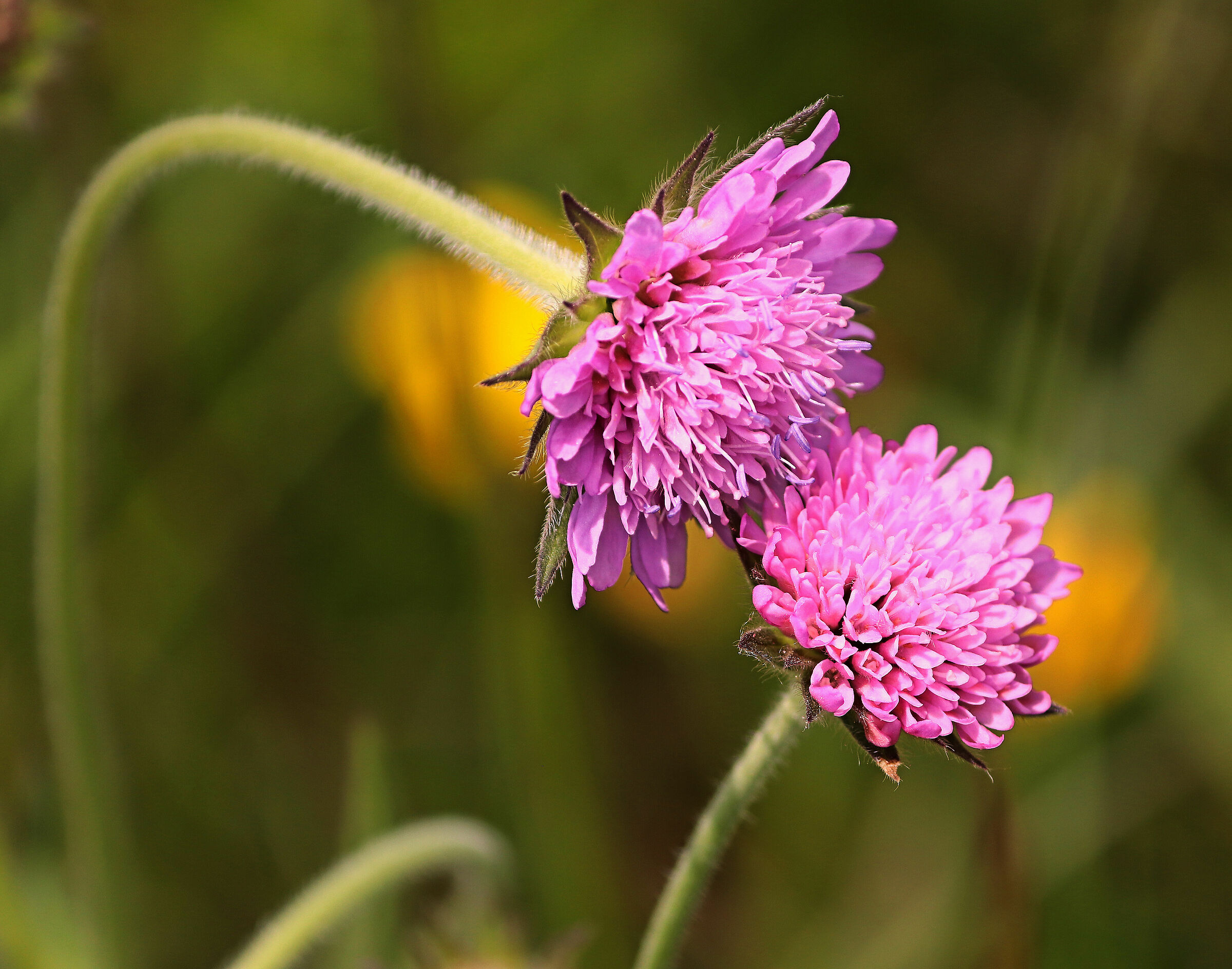 il bacio ......congiunti