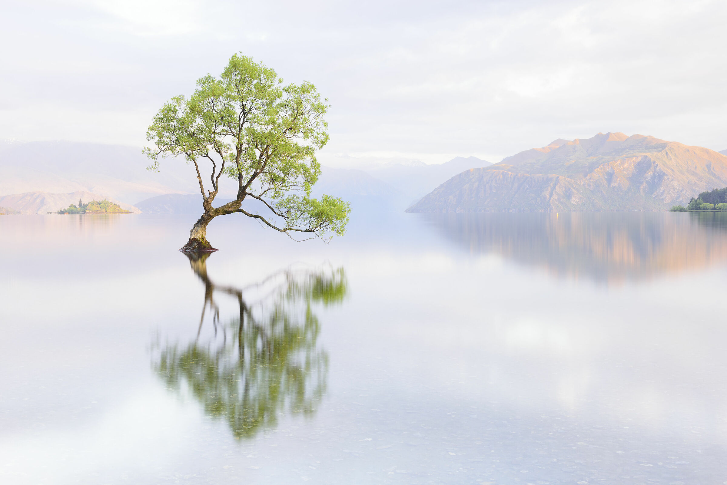 Wanaka tree