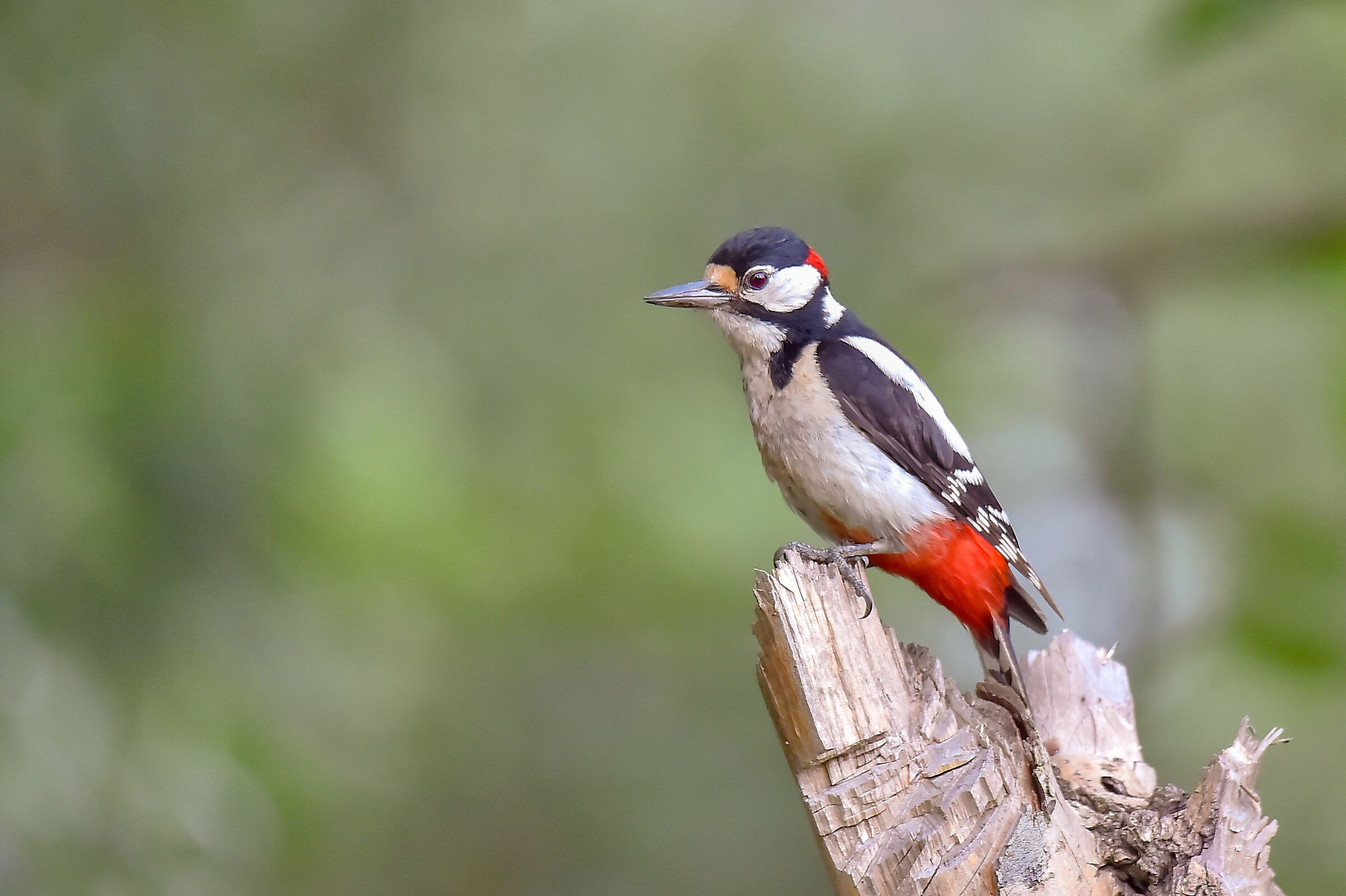 Picchio Rosso Maggiore