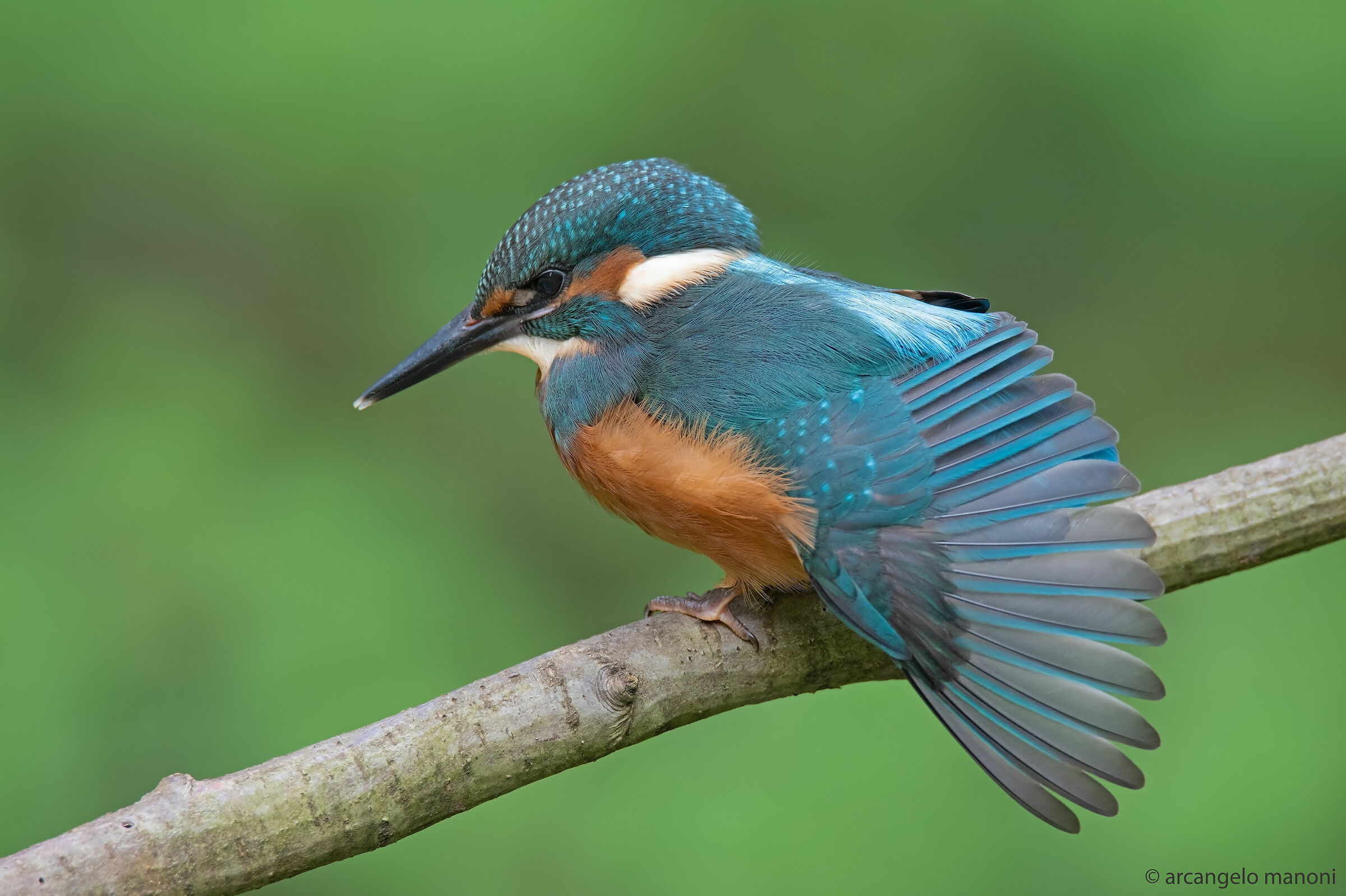 A young jack who makes the wheel