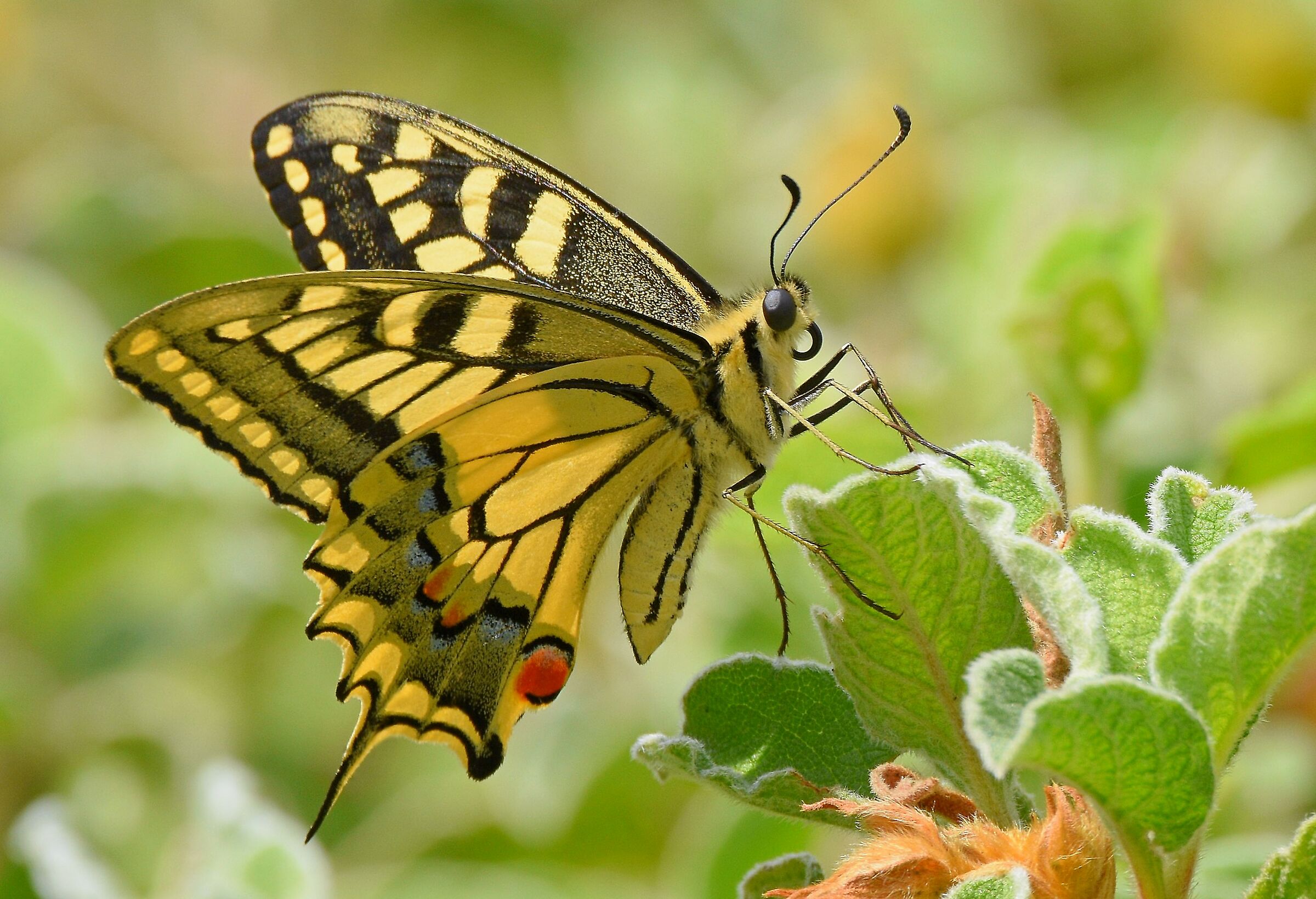 Macaone (Papilio machaon)
