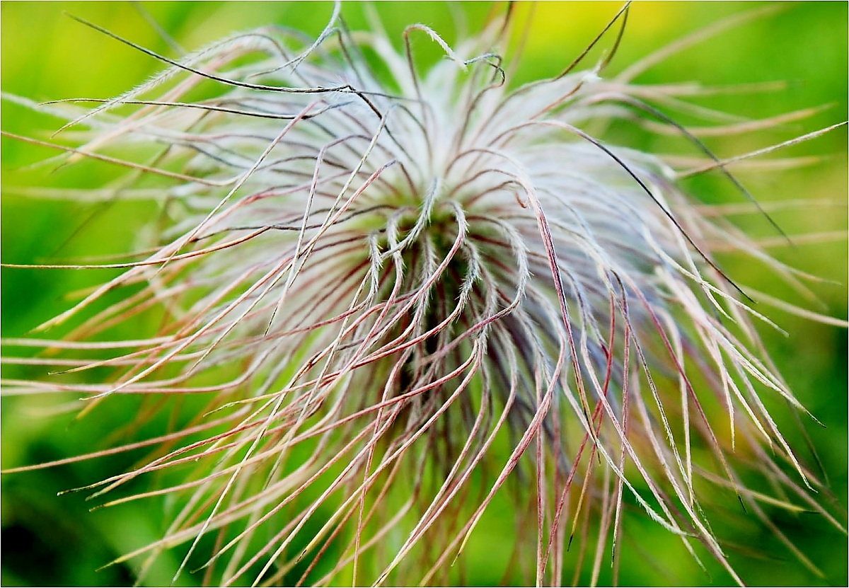 La strana forma del frutto dell'anemone bucaneve