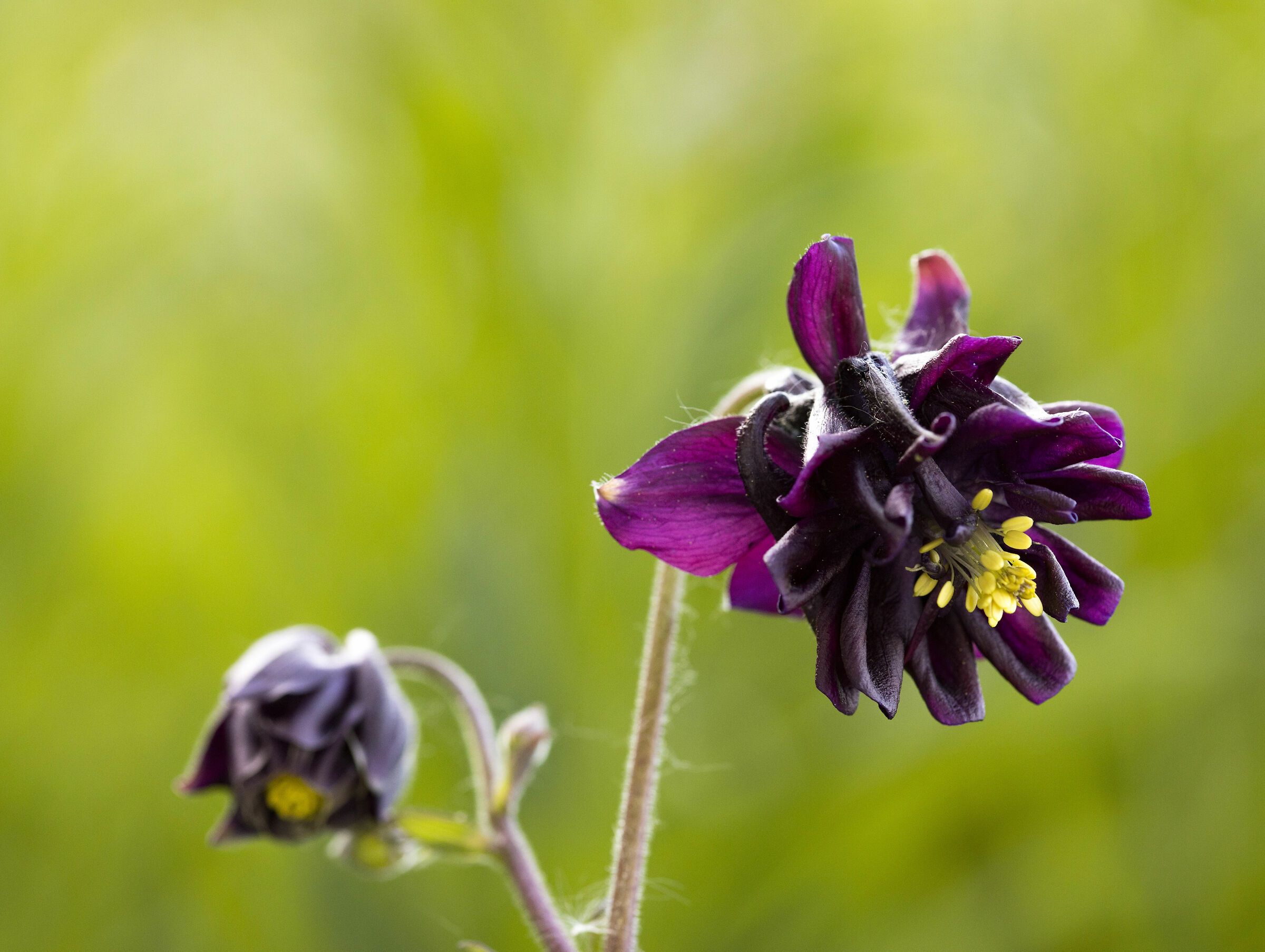 Alpine Aquilegia