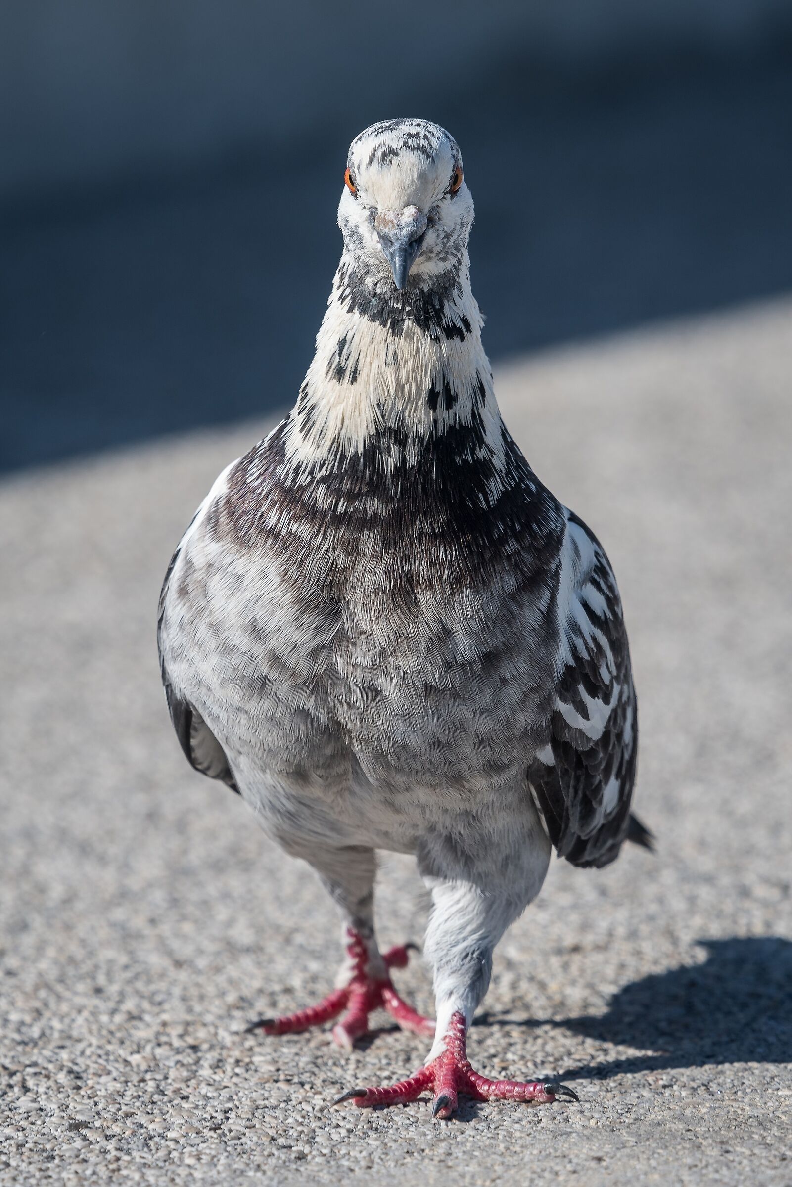 Looking into each other's eyes