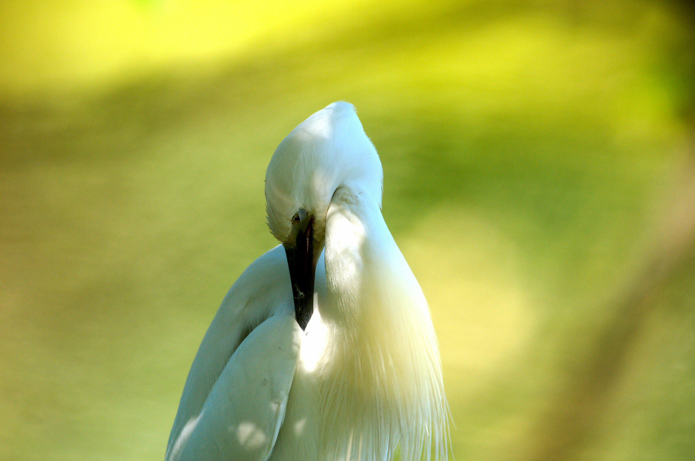 Egretta Portrait