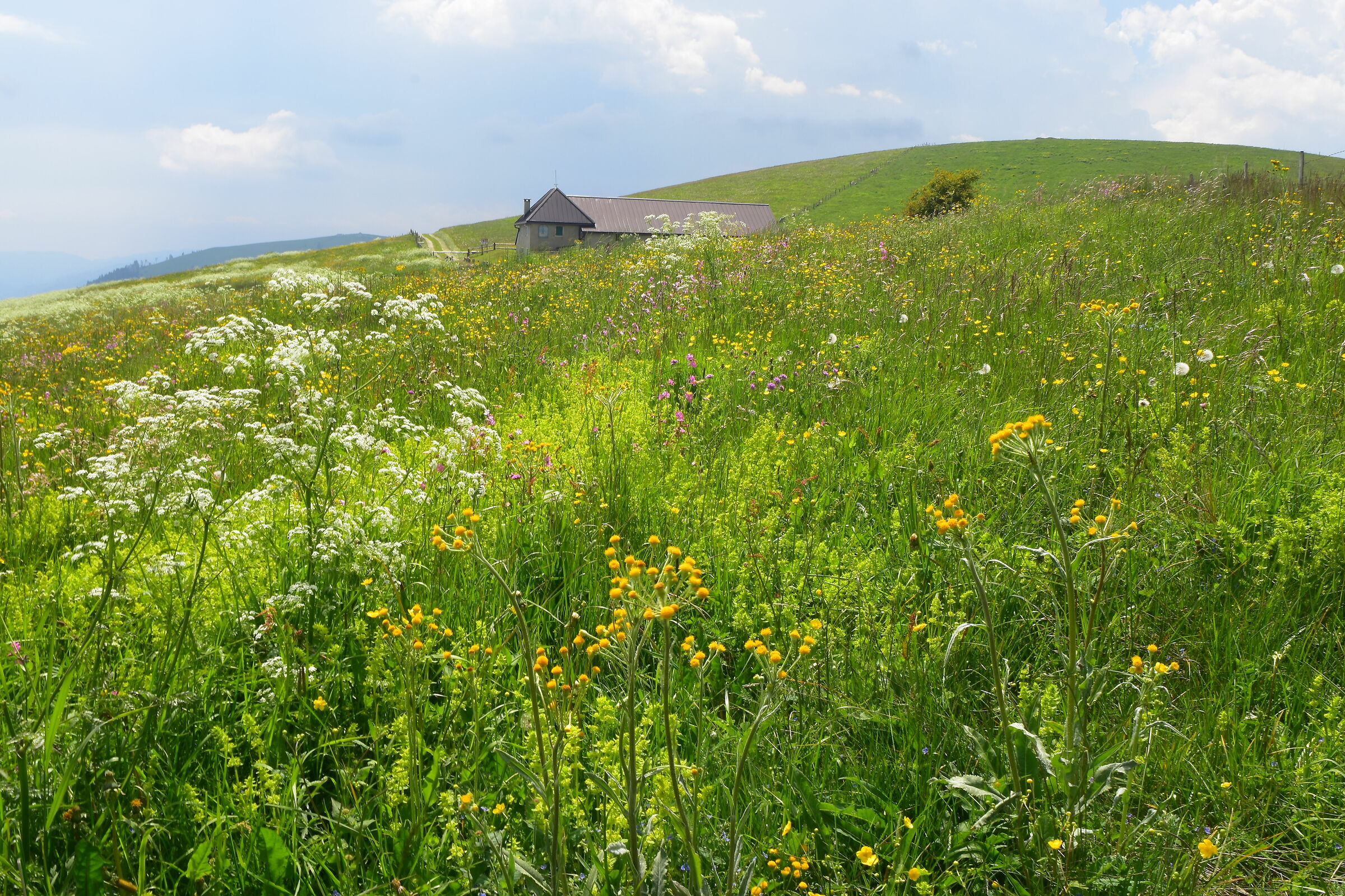 Late Spring Flowering on Mount Lambara, Stoner