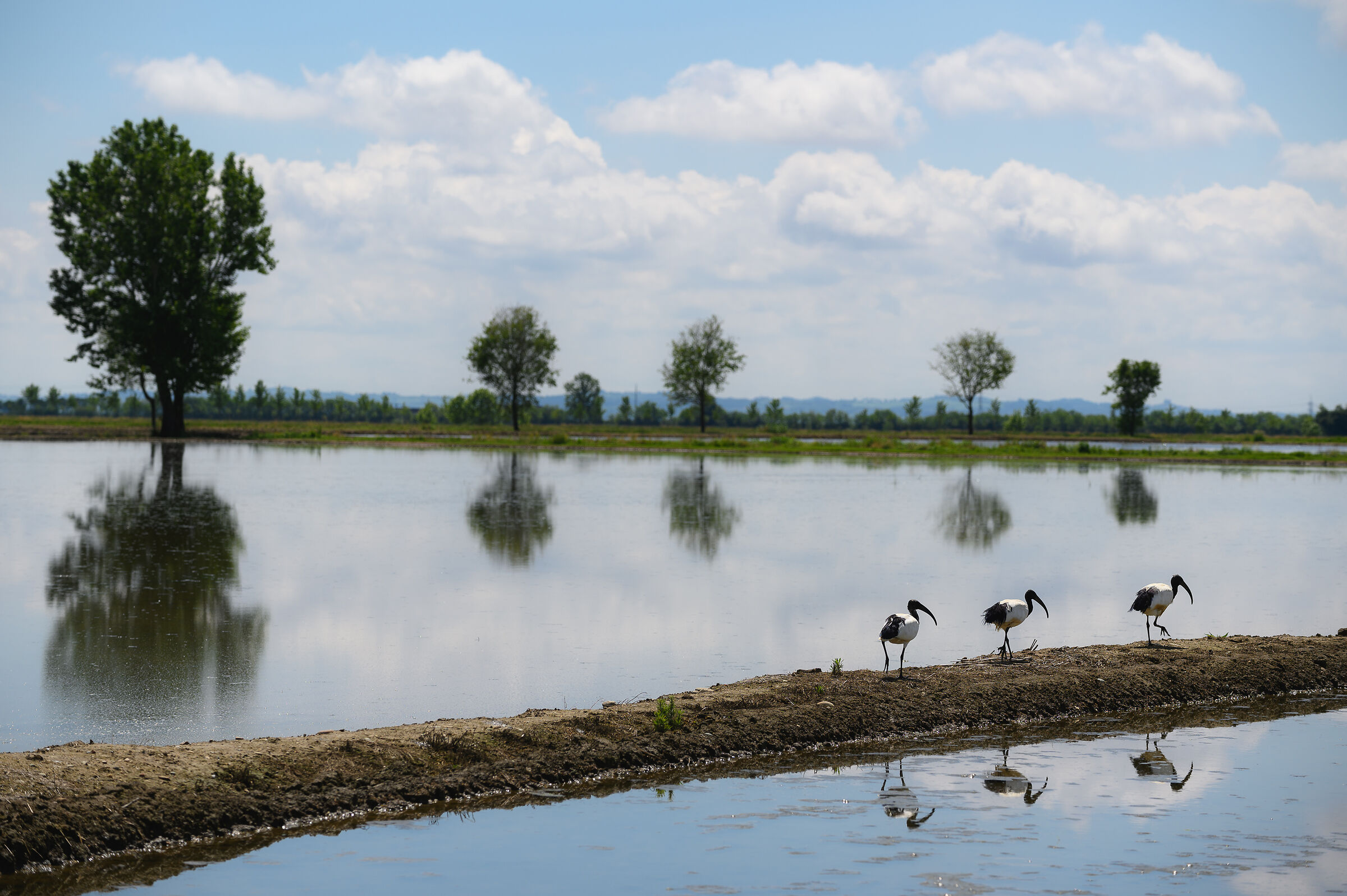 Le risaie del Vercellese.
