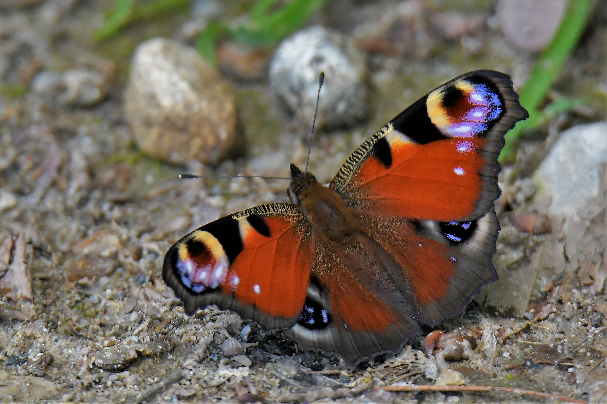 vanessa  occhio di pavone
