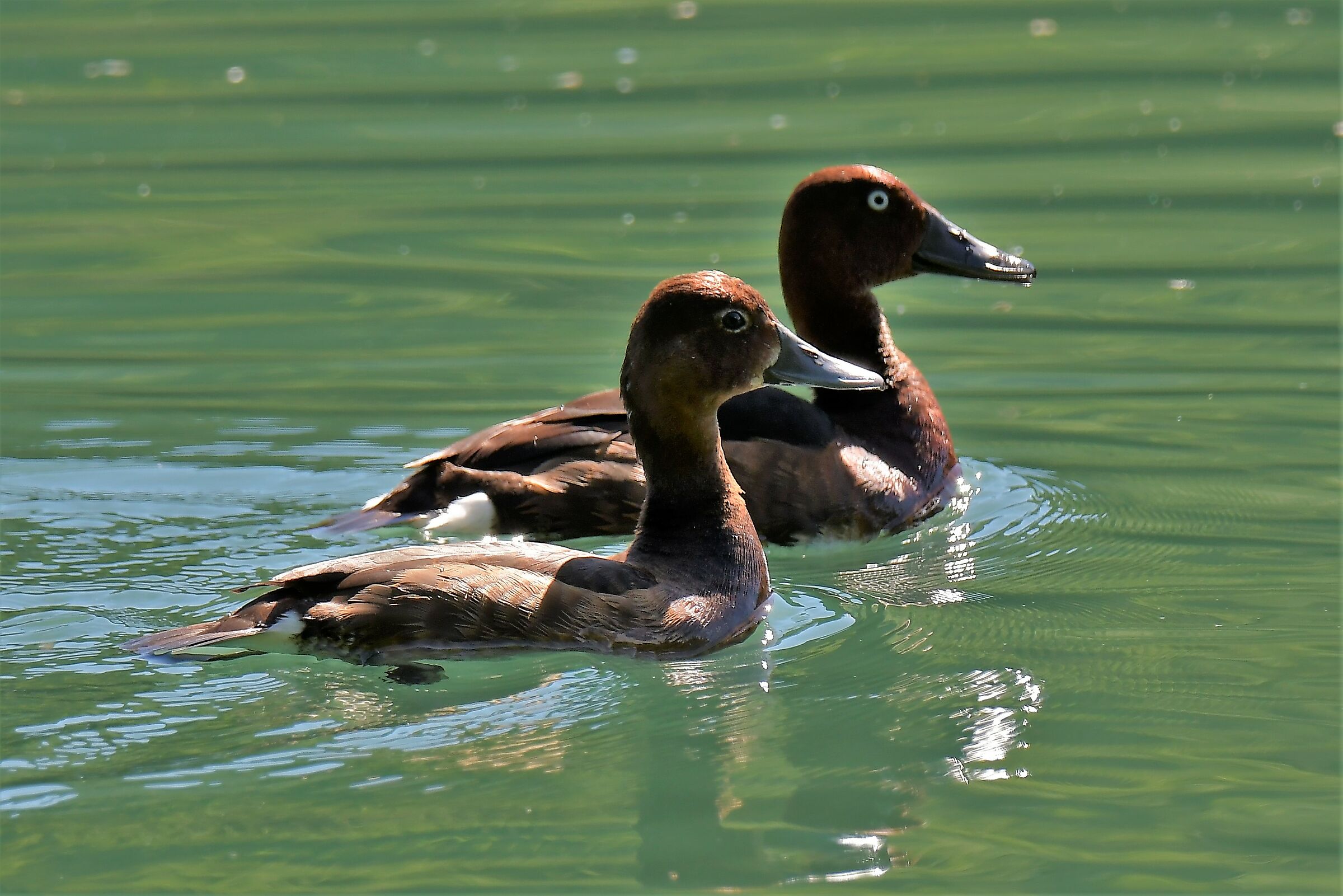 pair of morette tobacco