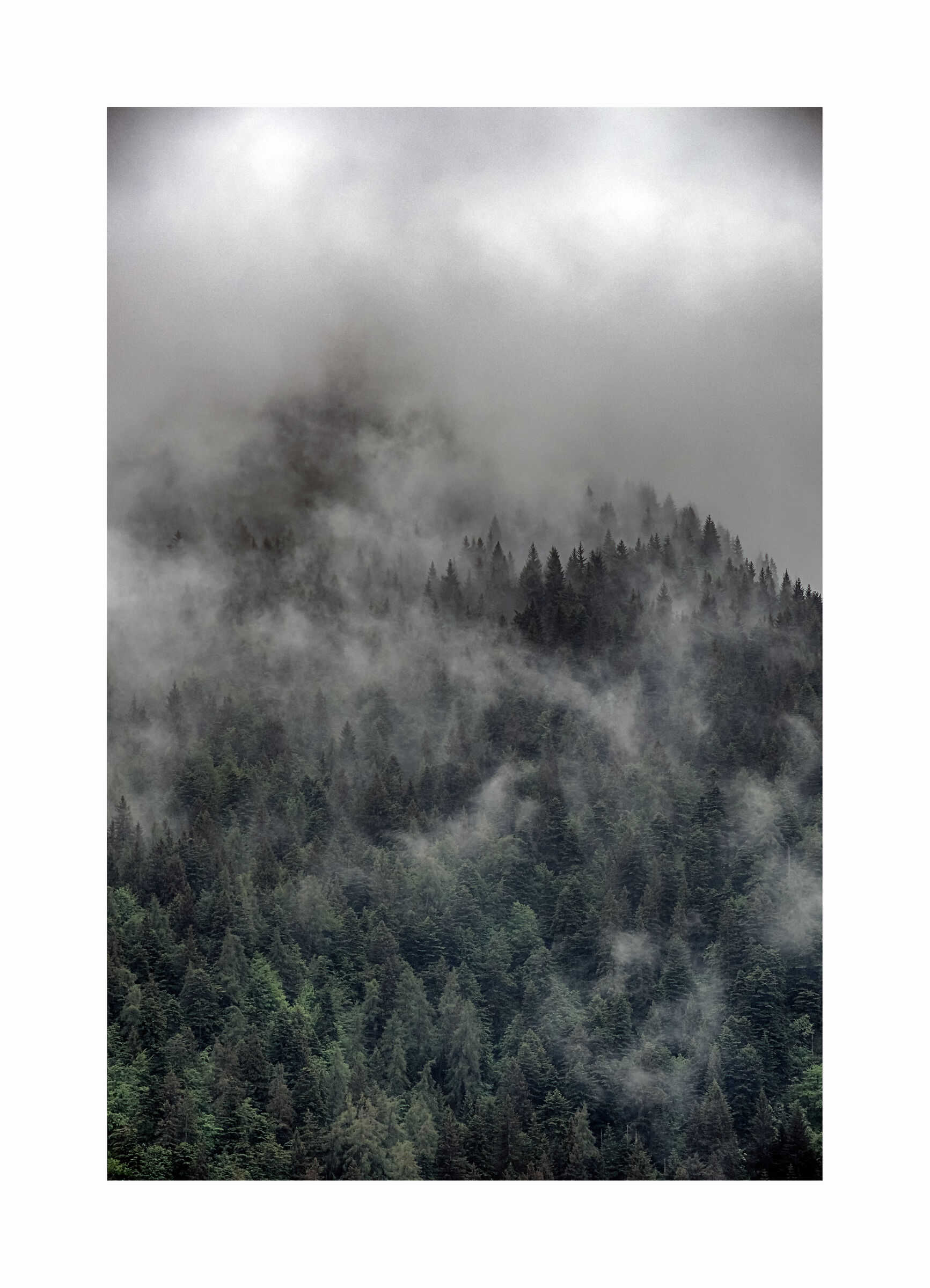 Fog Forest